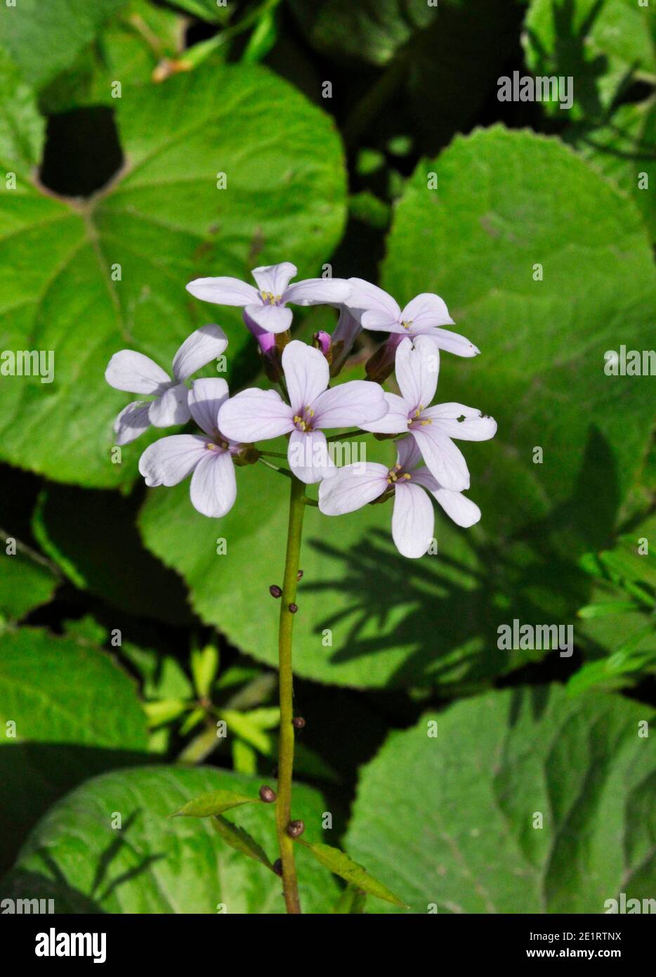 Coralroot Bittercress 'Cardamine bulbifer' Pink / lilac Flowered, Rare, purple-brown bulbils, Woodland, Calcareous soils. Somerset.UK Stock Photo