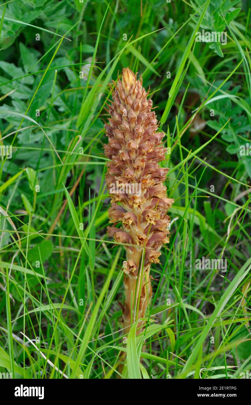 Knapweed broomrape "Orobanche elatior",parasitic on the Greater Knapweed, chalk downland,Wiltshire.UK Stock Photo