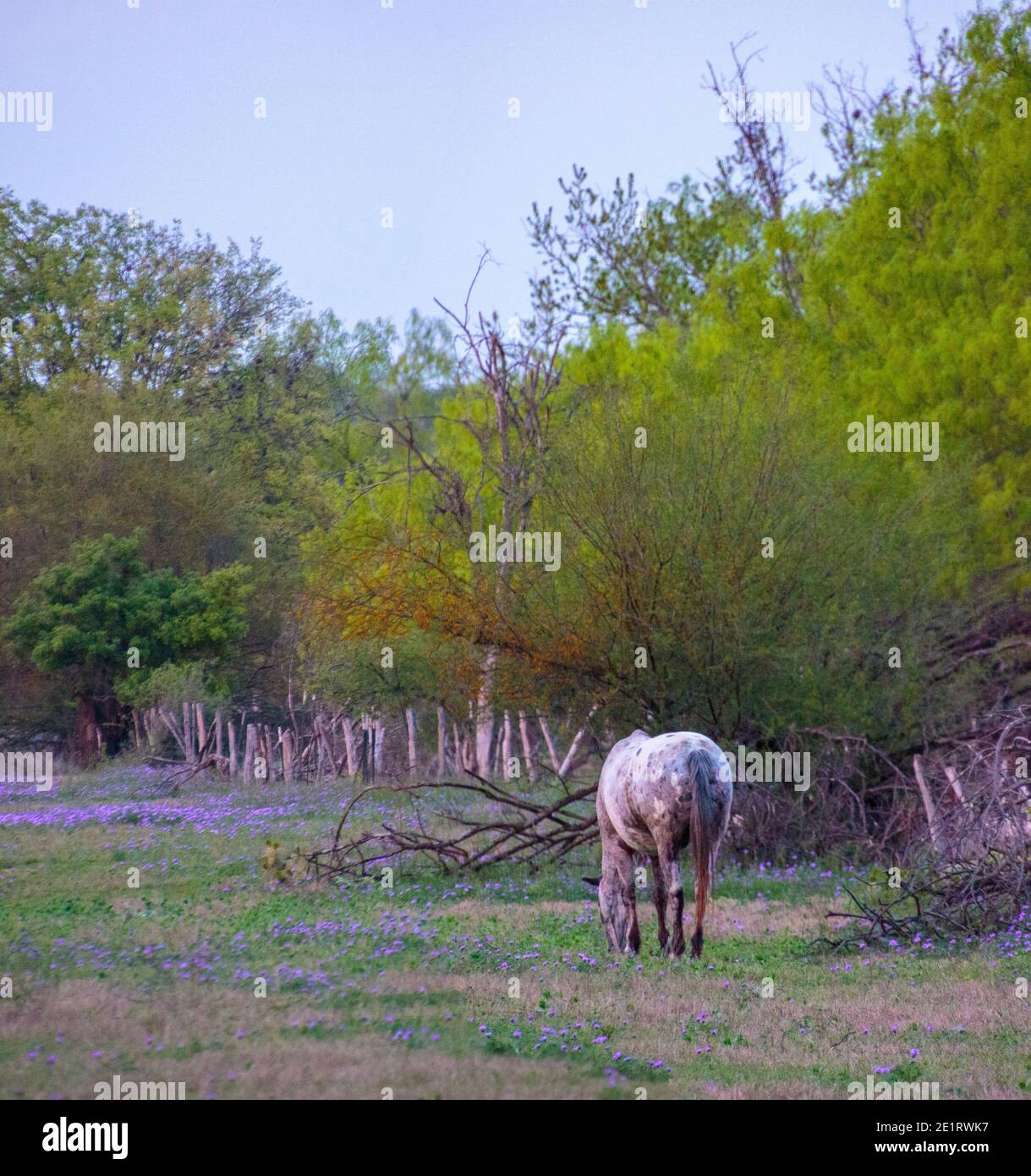 Mayan Dude Ranch - Bandera, Texas Stock Photo - Alamy