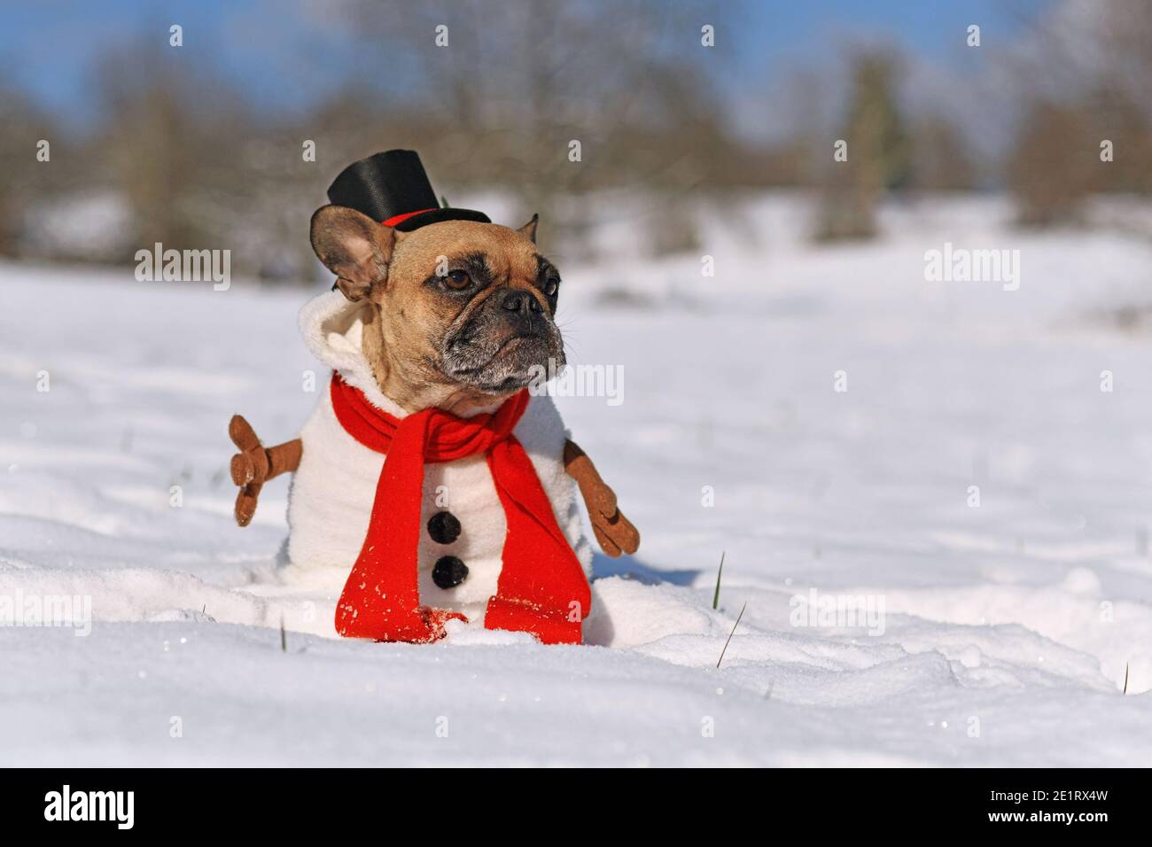 Funny French Bulldog dog dressed up as snowman with full body suit costume with red scarf, fake stick arms and top hat in winter snow landscape Stock Photo