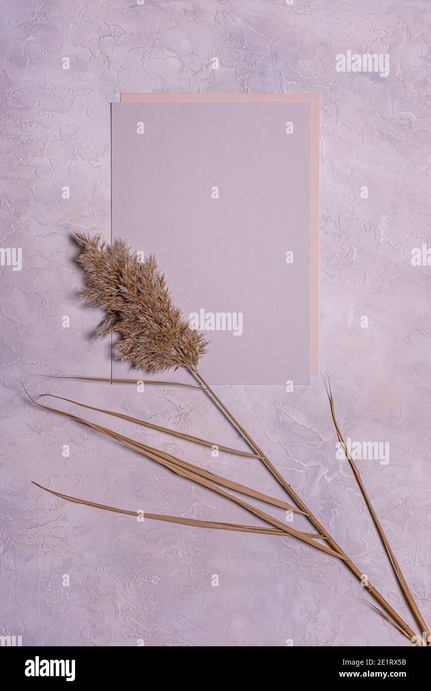 Natural dried reed flower and blank textured paper sheets on textured dusk concrete background. Copy space. Mochup with organic floral design in paste Stock Photo