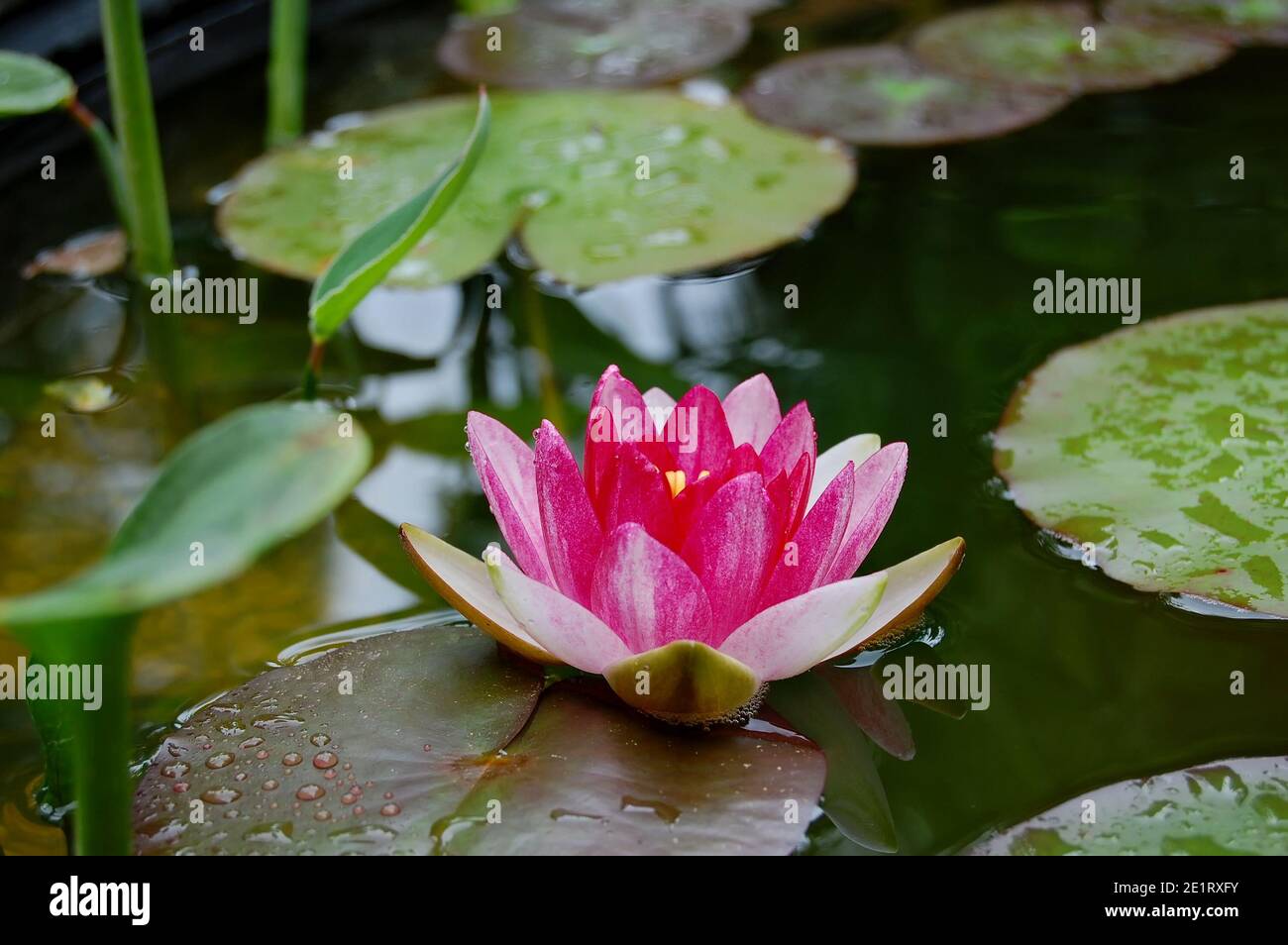 Closeup of a half-open pink waterlily in a garden pond surrounded by green water leaves. The Latin name for waterlily is nymphaea. Stock Photo