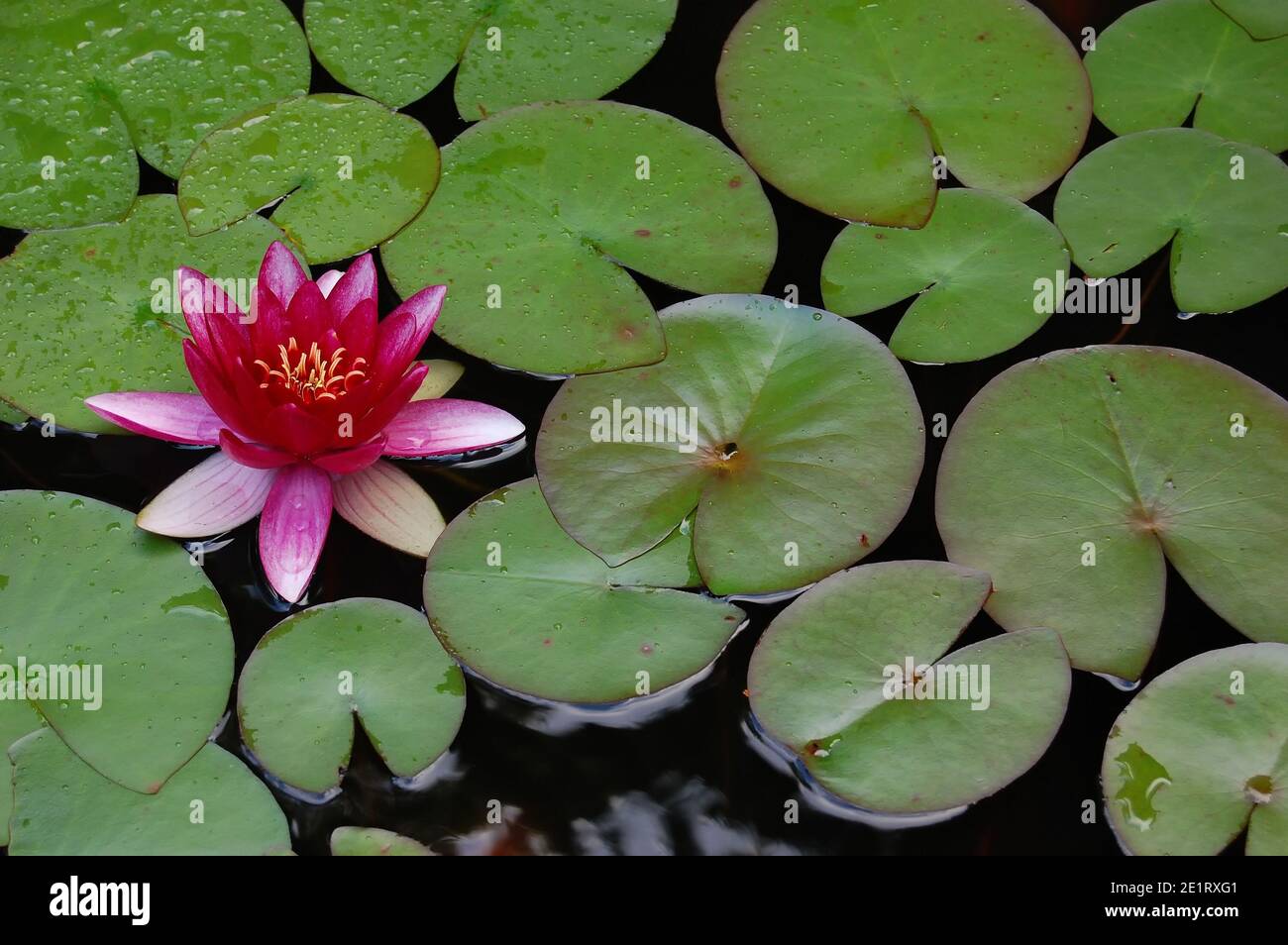 Colourful blooming waterlily (Latin name: nymphaea) with pink, rose and white petals and yellow center in a garden pond. Stock Photo