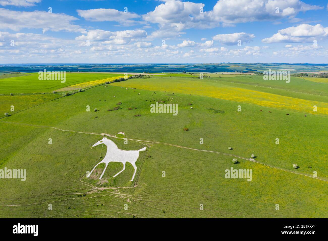 The Alton Barnes White Horse in Wiltshire. A chalk hill figure located