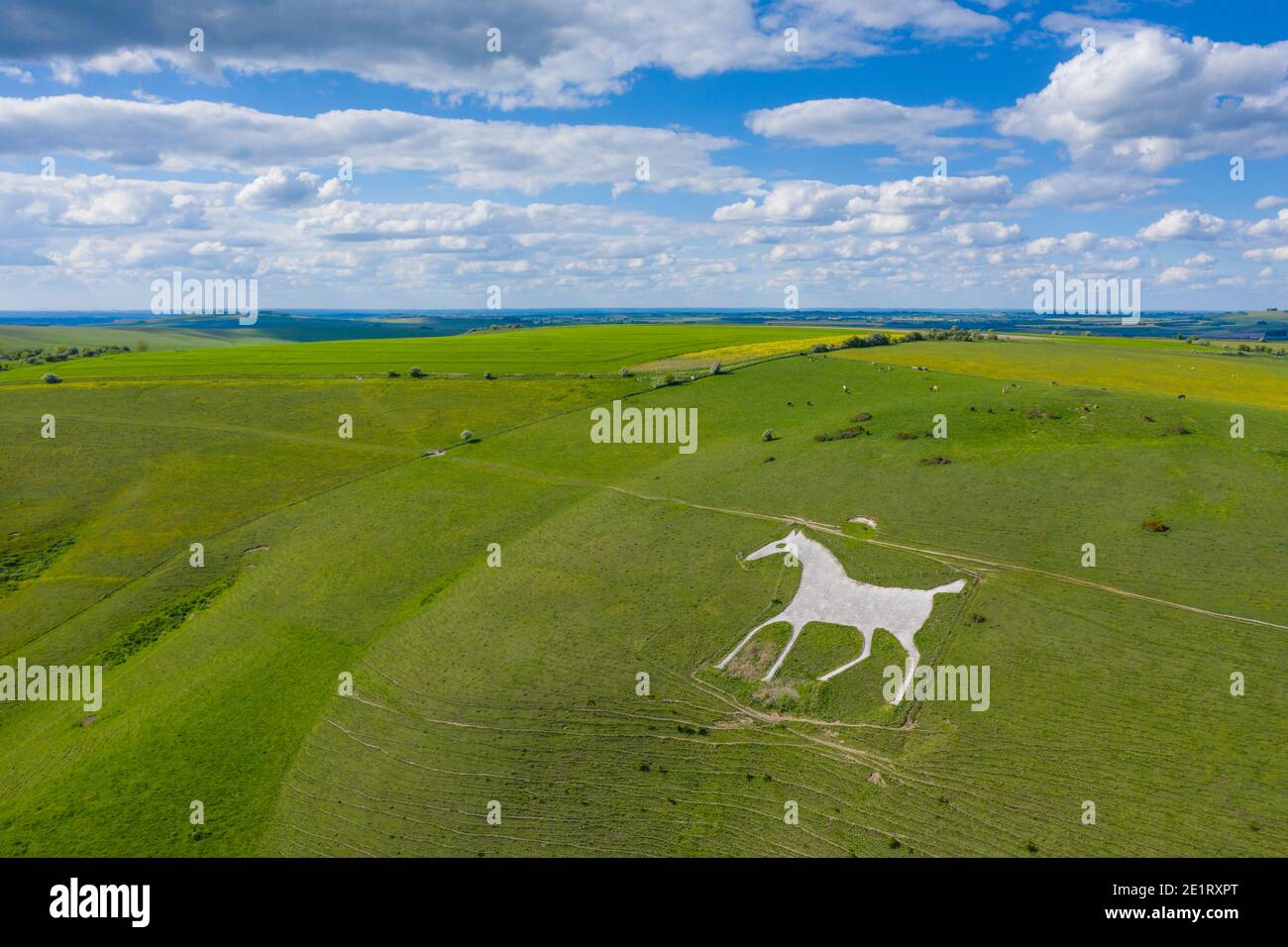 The Alton Barnes White Horse in Wiltshire. A chalk hill figure located