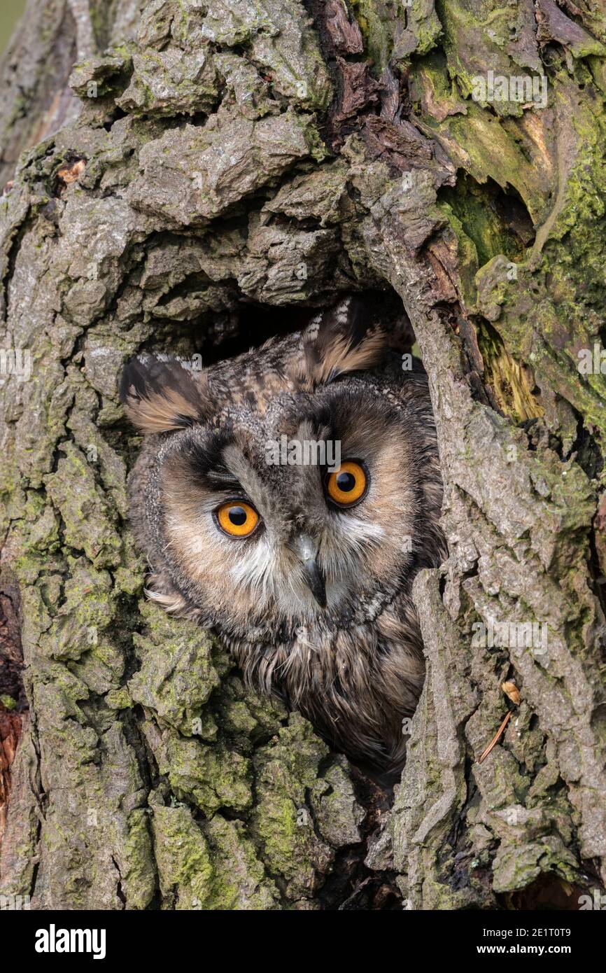 Long-eared owl (Asio otus), controlled, Cumbria, UK Stock Photo