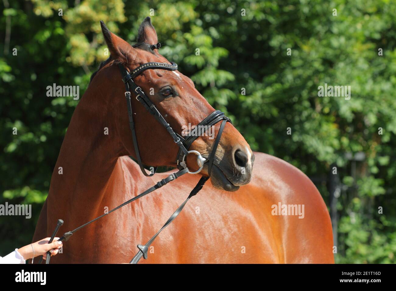 Thoroughbrd horse in summer ranch background Stock Photo