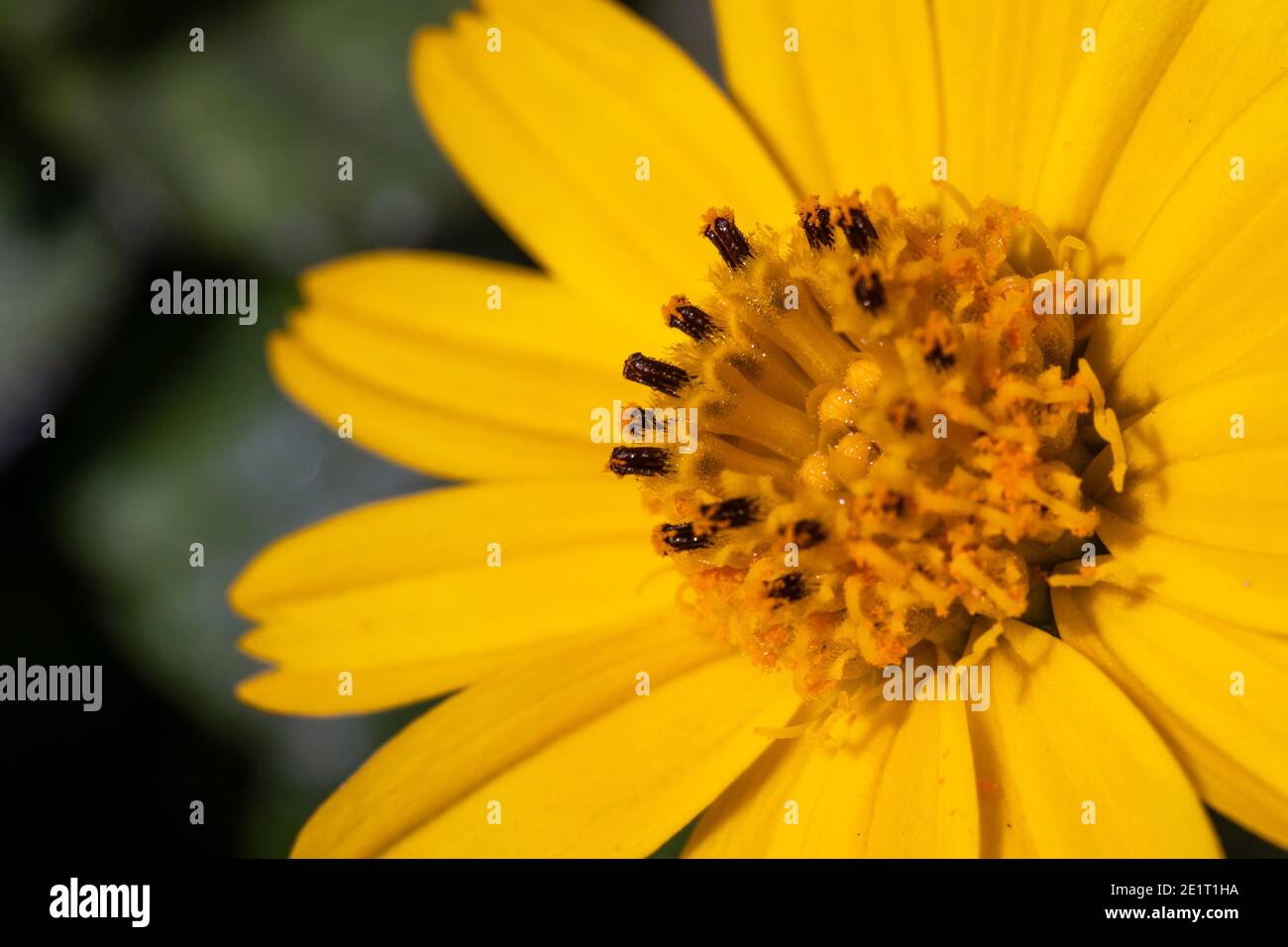 Sphagneticola calendulacea a yellow flower in the middle east very close up looking to center macro photography. Stock Photo