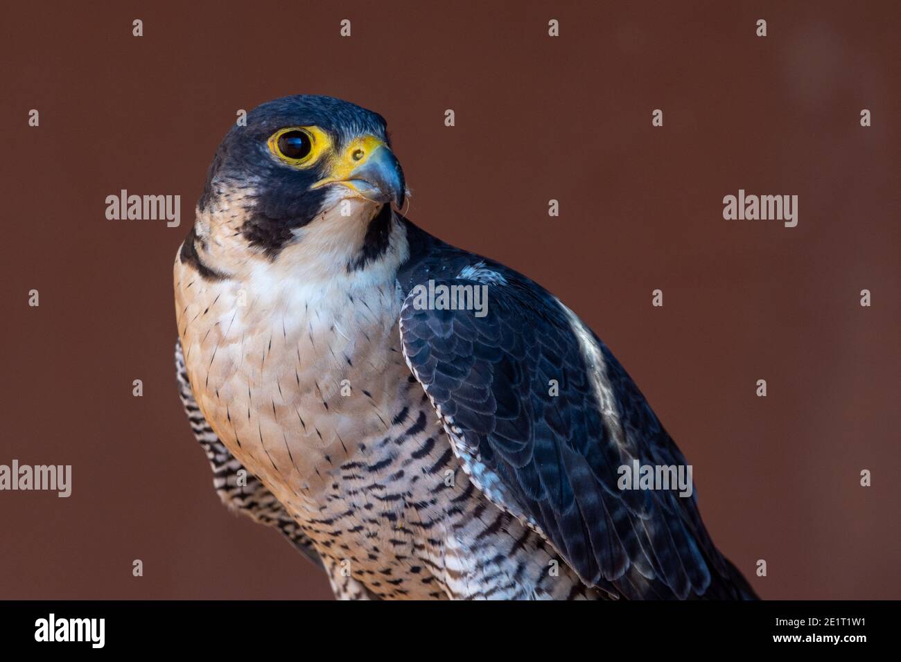 Peregrine Falcon (Falco peregrinus) very close up. Falconry or keeping