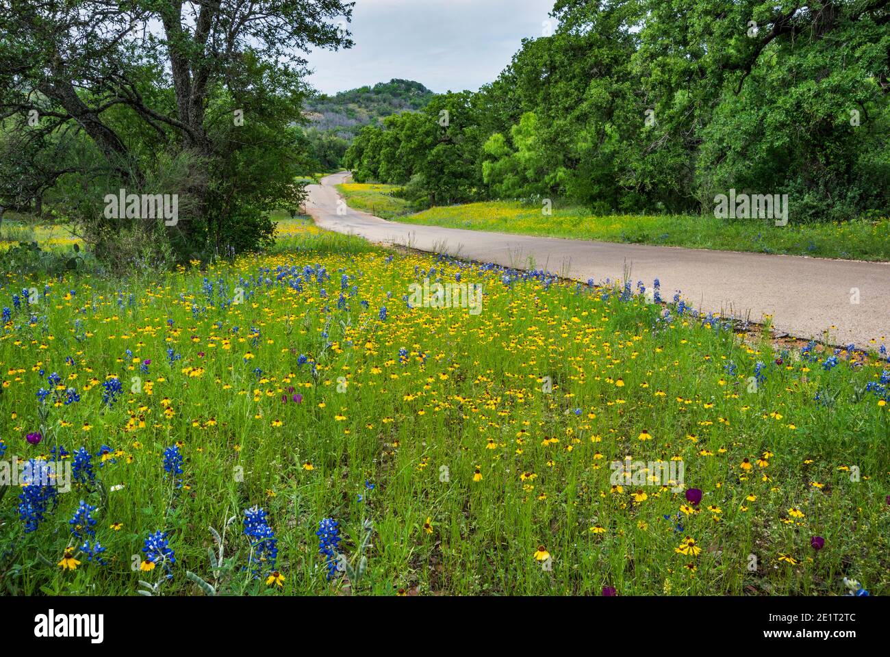 Field of bluebonnets (Lupinus texensis) and greenthreads (Thelesperma filifolium) at Willow City Loop in Hill Country near Fredericksburg, Texas, USA Stock Photo