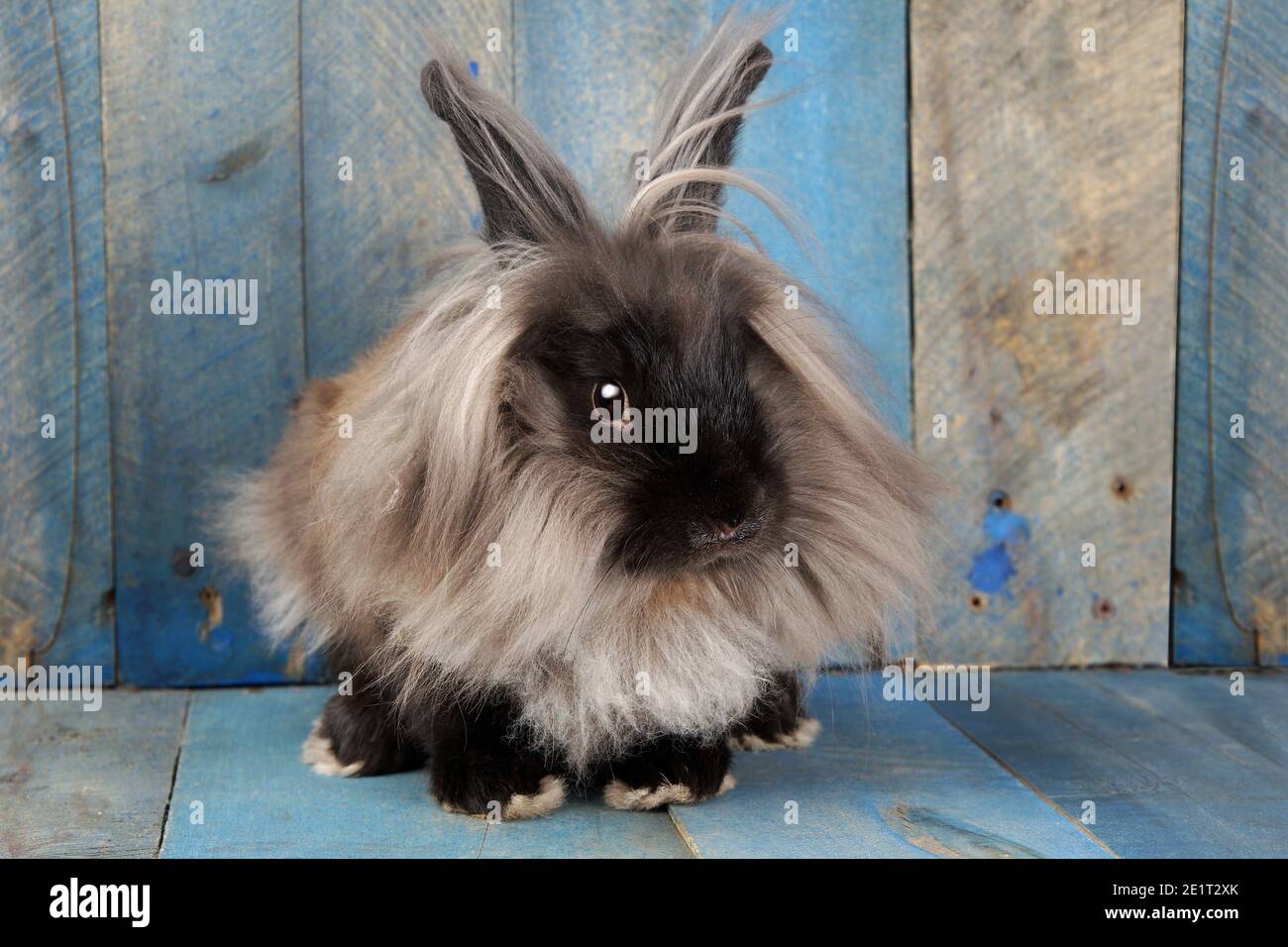 Cute and fluffy dwarf lion head rabbit over blue barnwood background Stock Photo