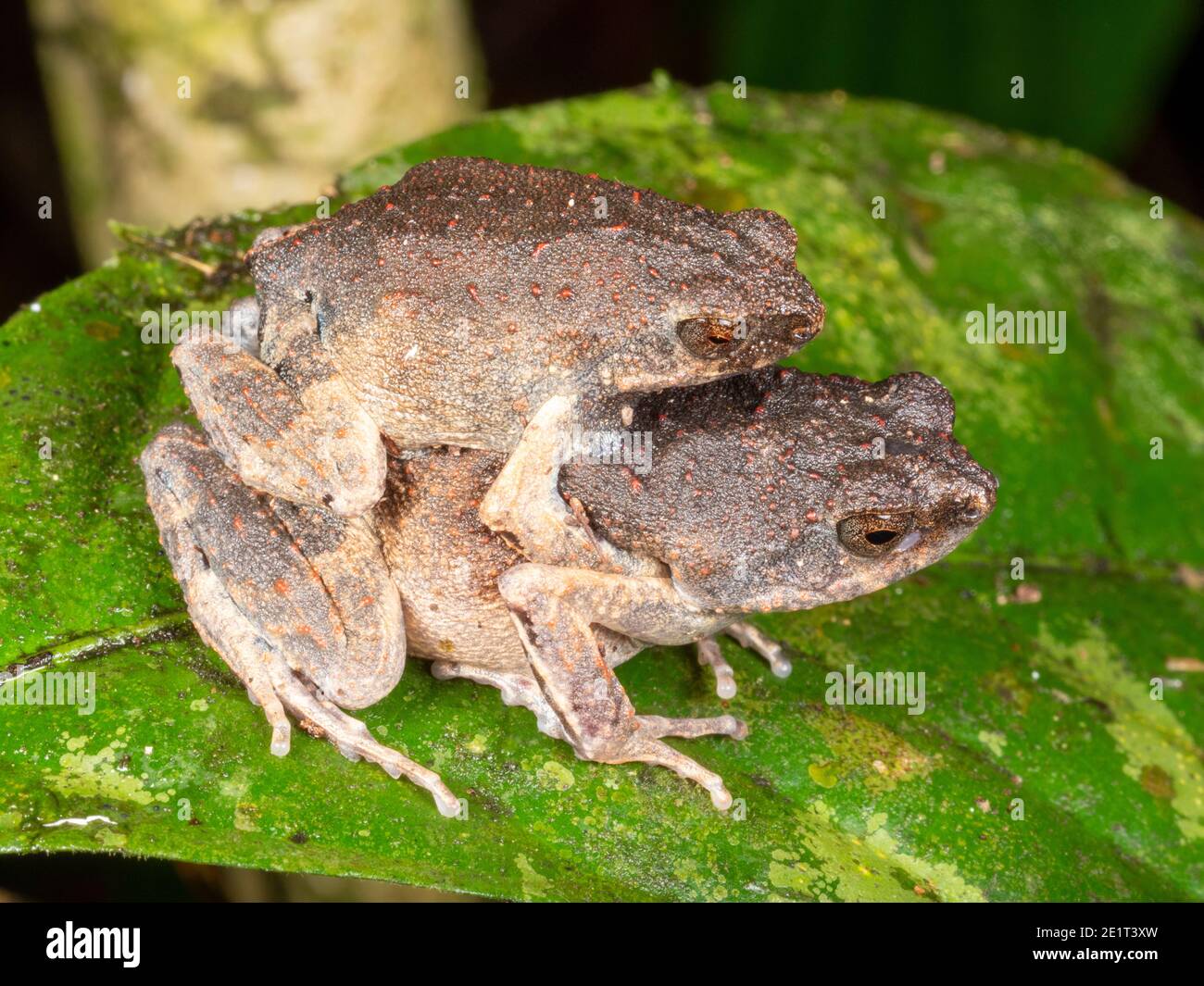 Peters' Dwarf Frog (Engystomops petersi). Pair in amplexus (mating) in the rainforest in the Ecuadorian Amazon. Stock Photo