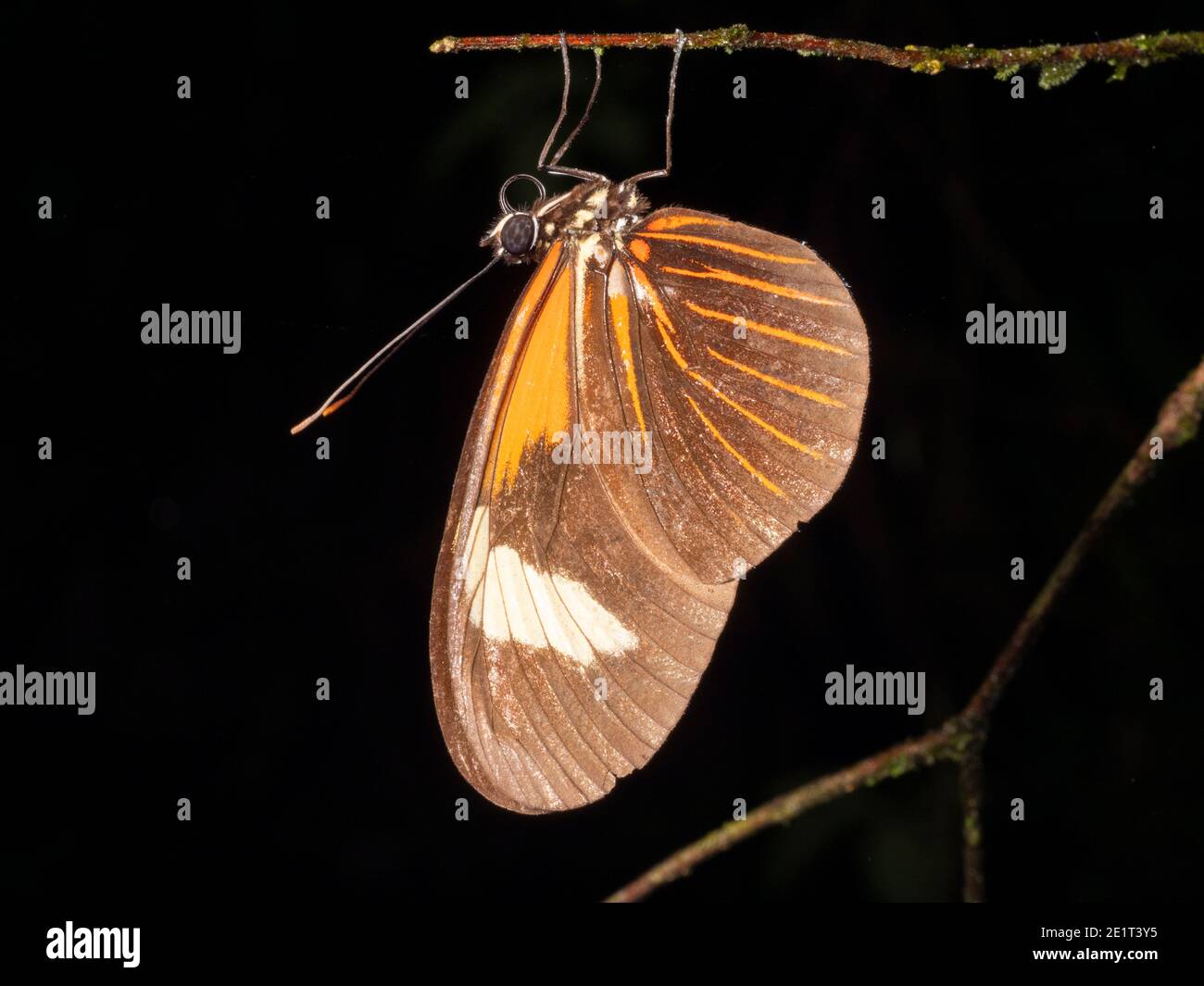 Heliconid butterfly roosting in the rainforest understory at night, Ecuador Stock Photo
