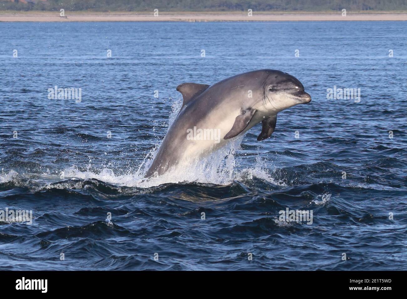 Bottlenose Dolphin (Tursiops truncatus) breaching in The Moray Firth, Scotland. Stock Photo