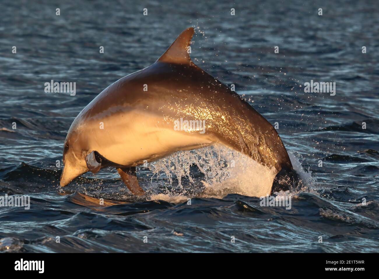 Bottlenose Dolphin (Tursiops truncatus) breaching in The Moray Firth, Scotland. Stock Photo