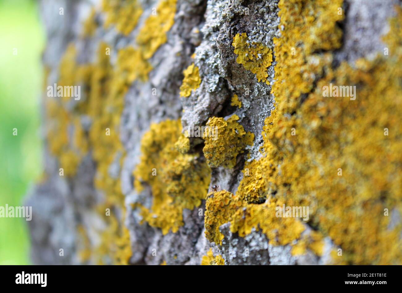 Texture of old tree bark with moss and lichen. Natural background Stock ...