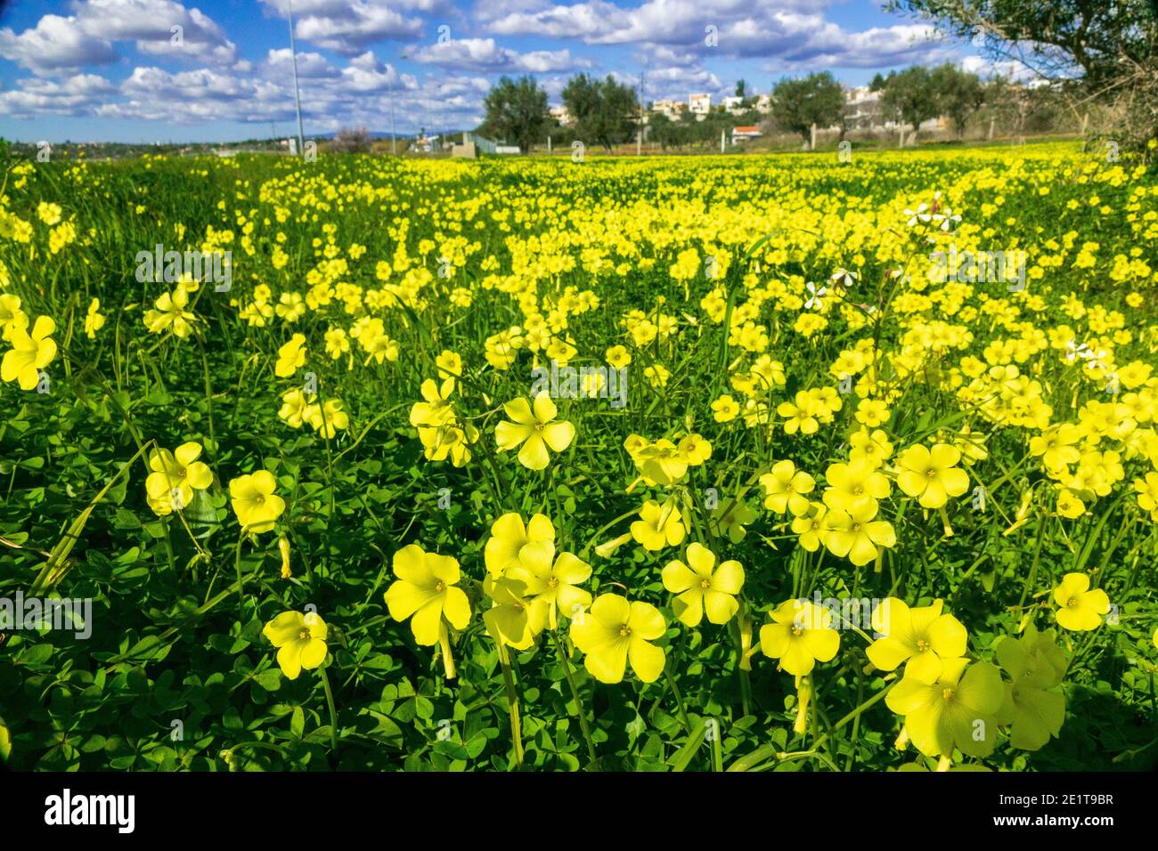 Mass Planting Of Yellow Woodsorrel (Oxalis stricta), Also Known As Sourgrass And Common Yellow Oxalis In The Algarve Portugal Stock Photo