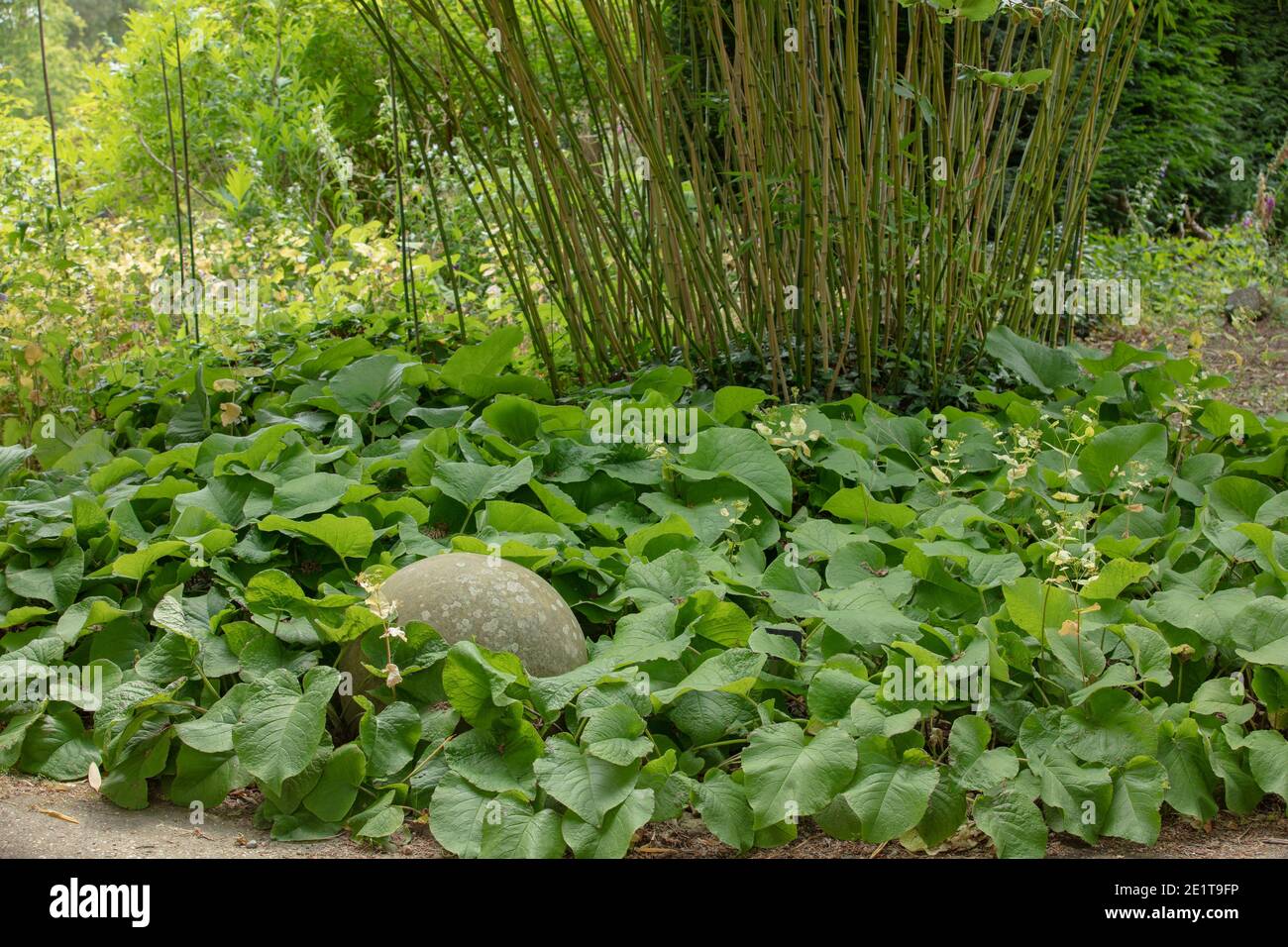 Ground cover plants hi-res stock photography and images - Alamy