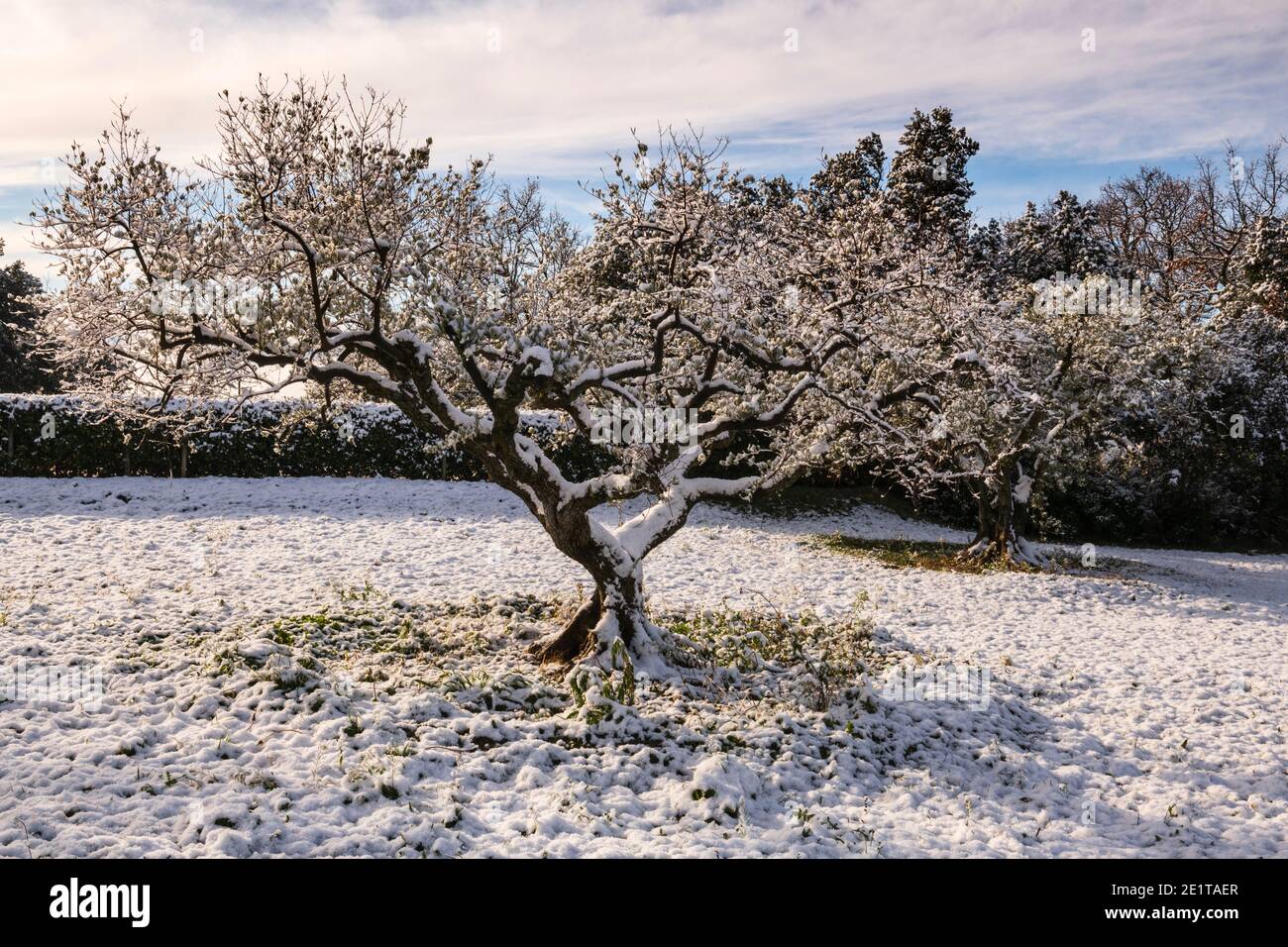 A snow covered  olive tree in the Provence , Gordes , France Stock Photo