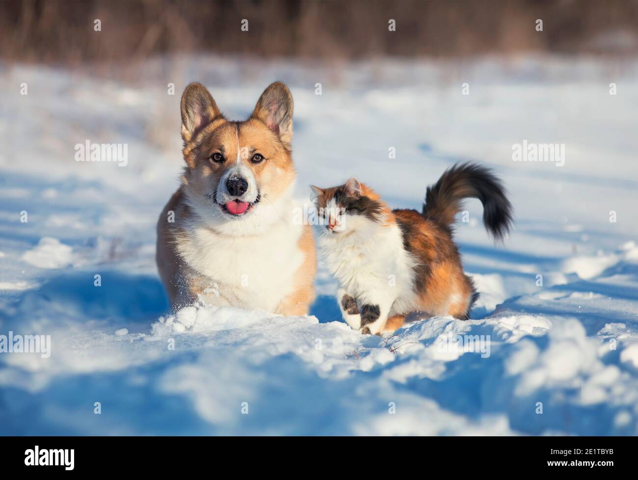 -cute and fluffy friends red cat and dog corgi sit next to each other in the winter park in the snow Stock Photo