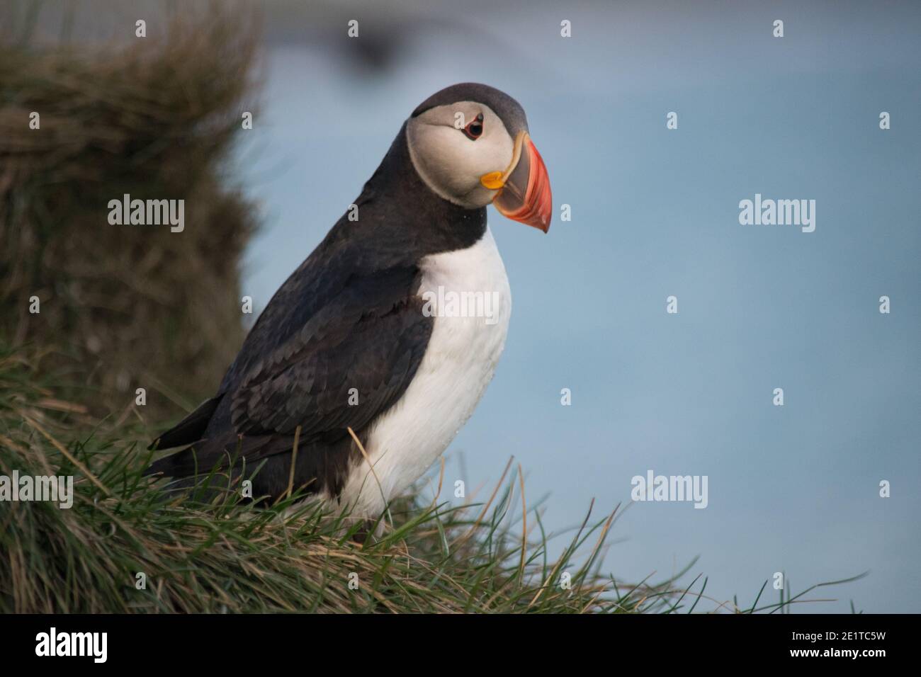 Puffins at Iceland Stock Photo
