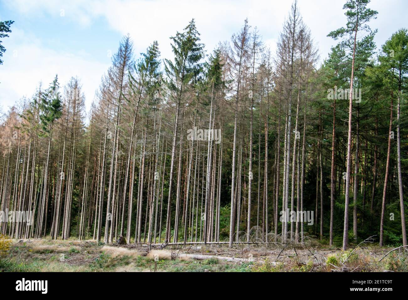 A spruce forest badly damaged by bark beetles. Stock Photo