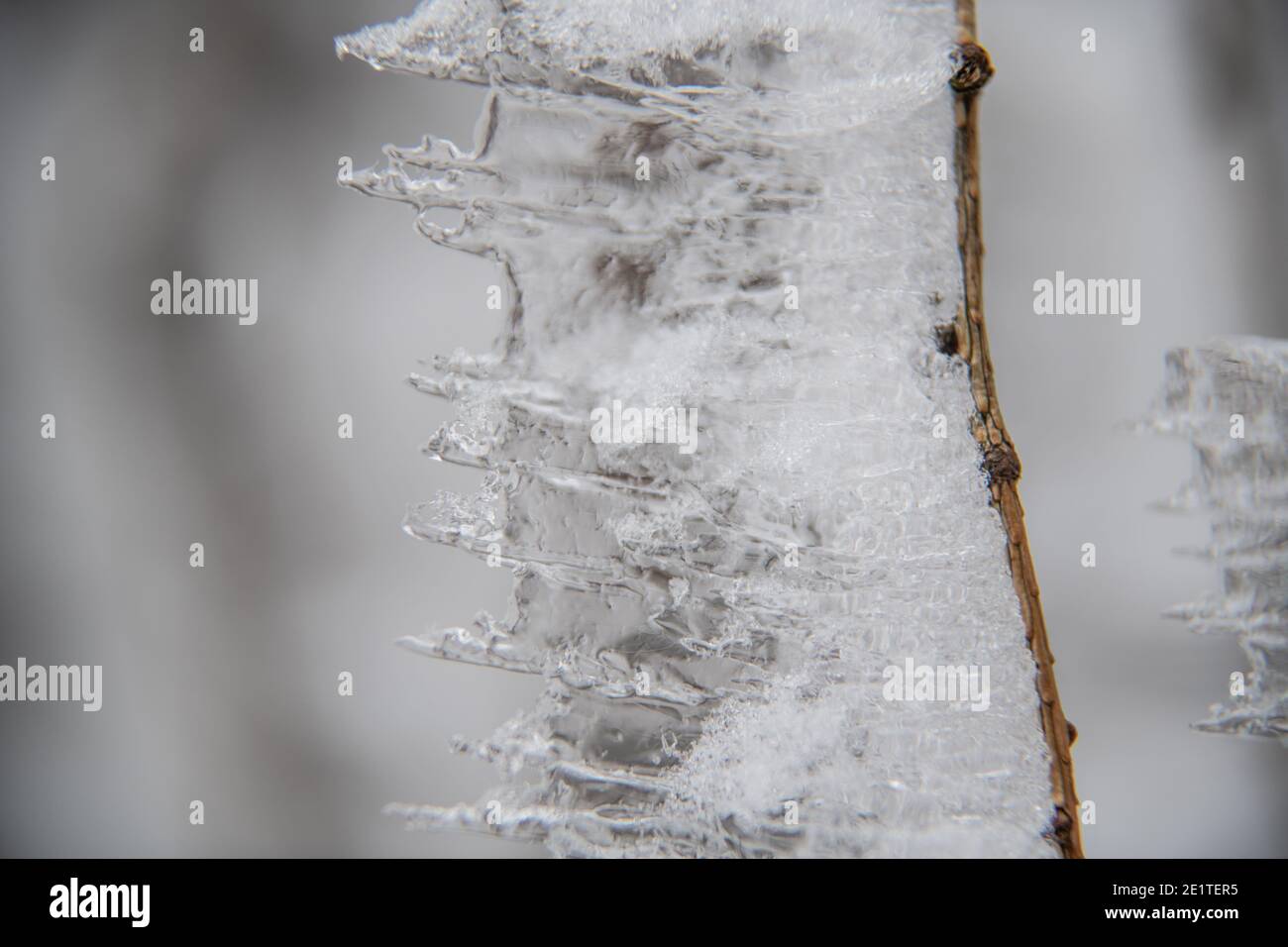 Ice icicles on a small tree. Stock Photo