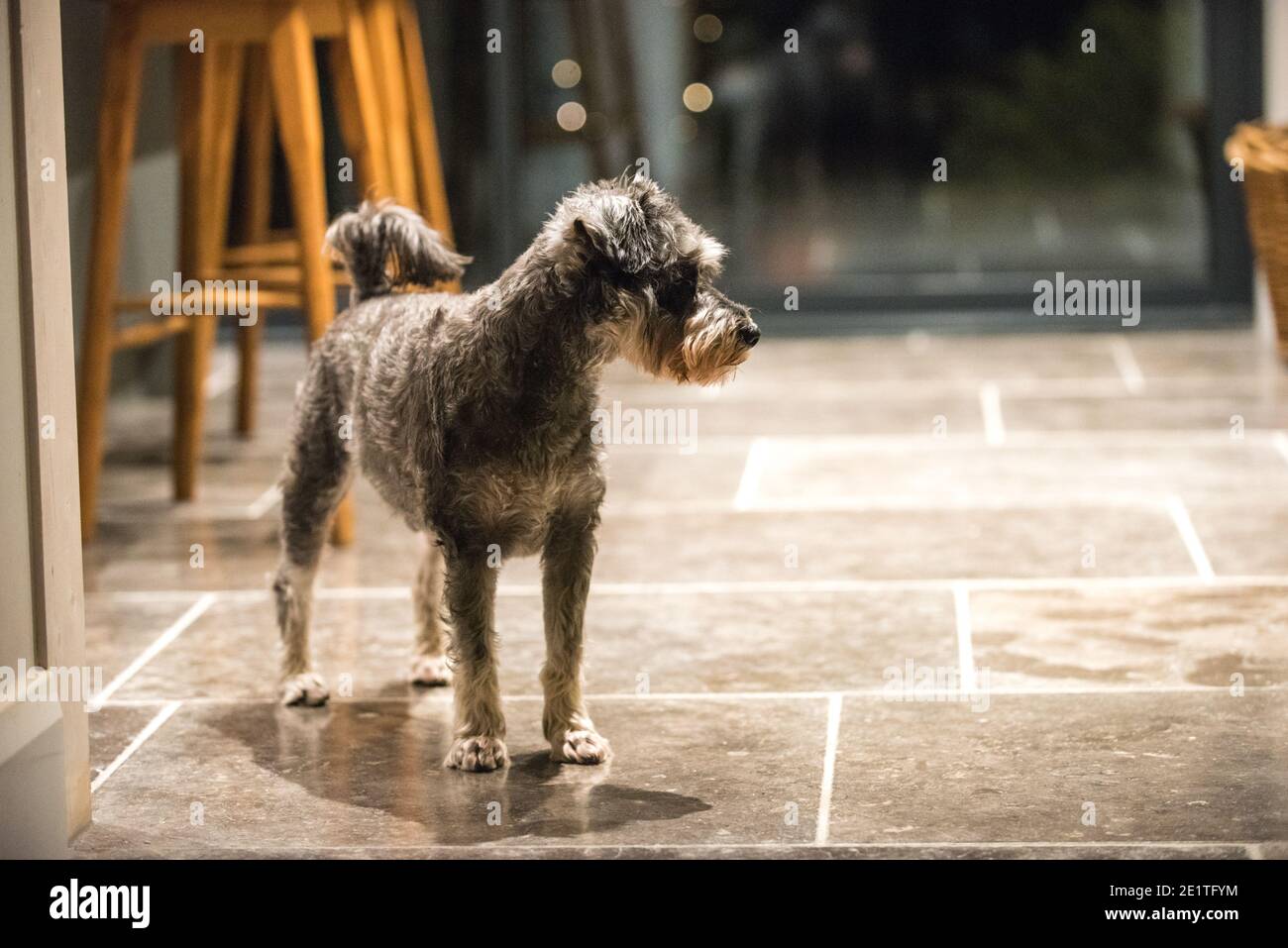 Lockdown dogs. A miniature schnauzer standing on a stone kitchen floor by an island looks directly at the camera while the owner in pyjamas walks by Stock Photo