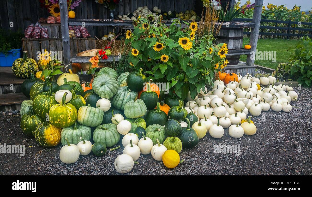 Chicoutimi, Canada, Sept 2019, pumpkins and flowers at the entrance of “Aux Jardins d'Alex and Jennie” a fruit, vegetable, and a flower store Stock Photo