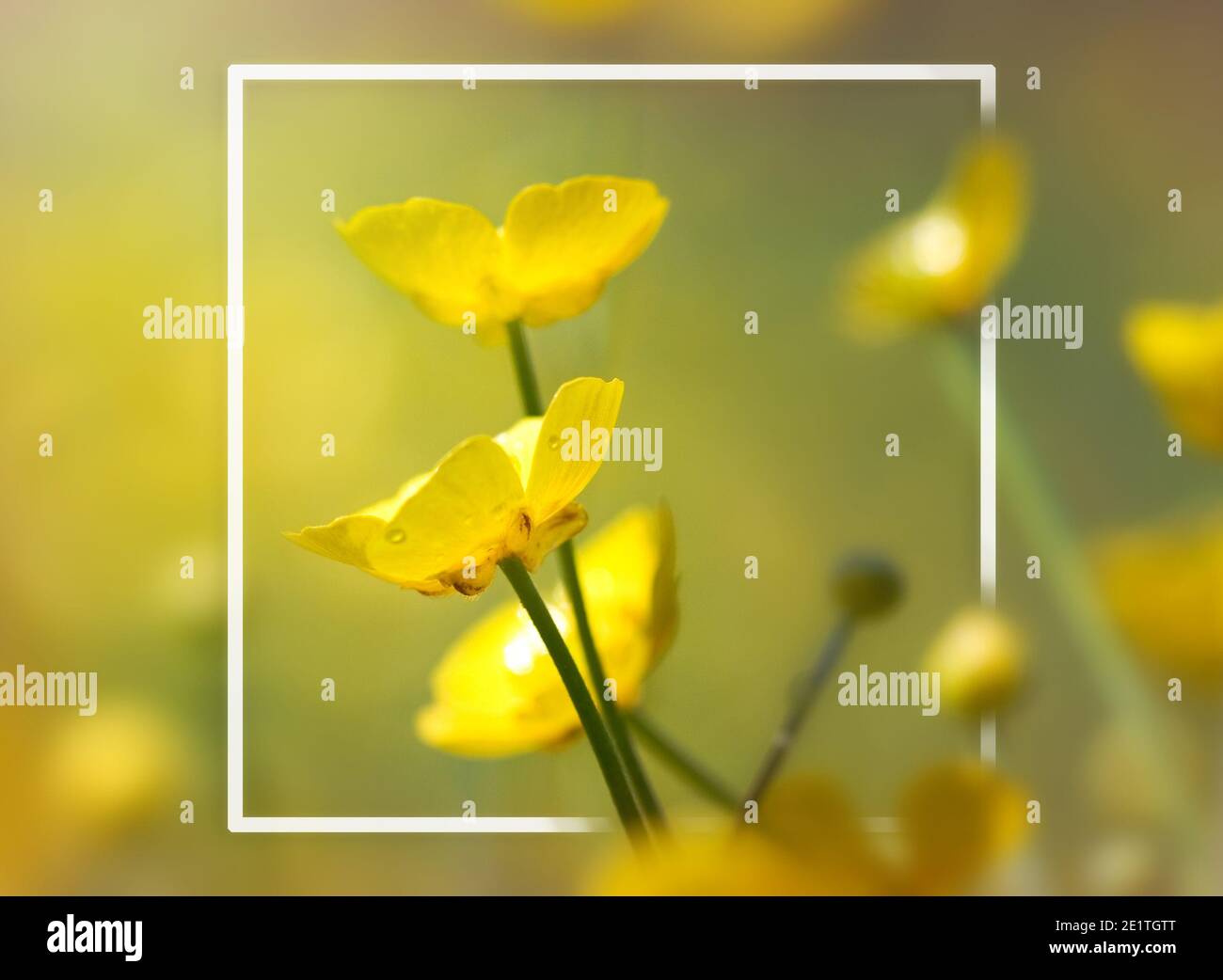 Close-up of yellow meadow buttercup flowers (also known as tall buttercup or giant buttercup (Ranunculus acris)). White frame, blurred background. Stock Photo