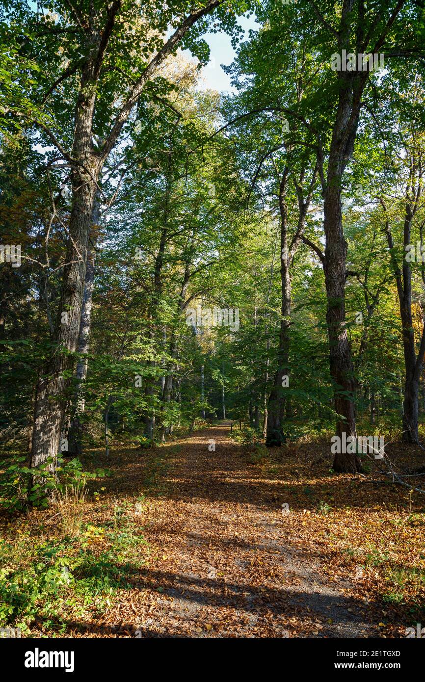 Trees and fallen leaves on a footpath in the forest at the Aulanko nature reserve in Hämeenlinna, Finland, on a sunny day at autumn. Stock Photo