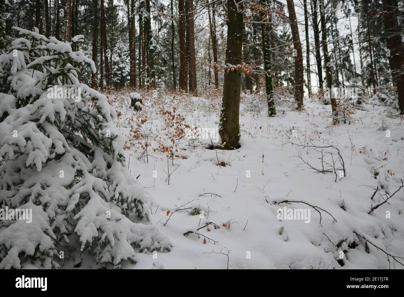 close up of snow covered coniferous trees in front of  forest Stock Photo