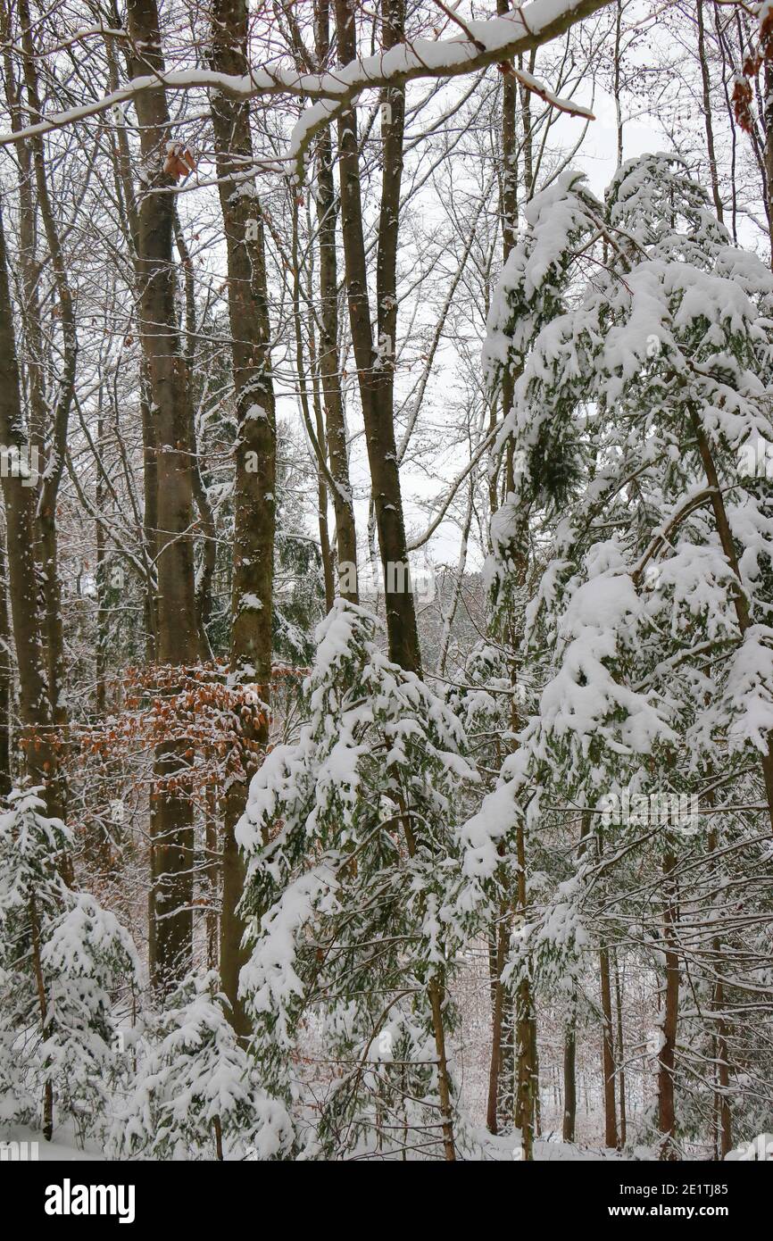 close up of snow covered coniferous trees in front of  forest Stock Photo