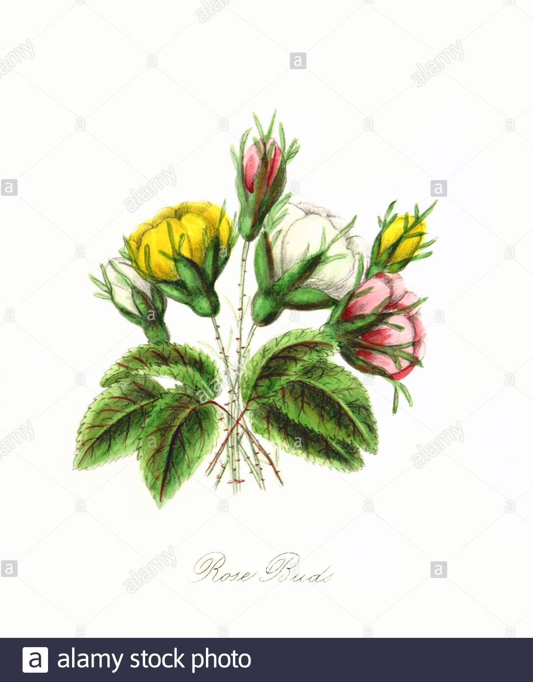 Rose Buds (Rosa), vintage botanical illustration from 1865 Stock Photo