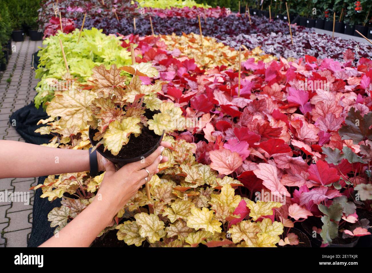 Garden shop. Heucherella, an extremely popular, evergreen garden plant. Heucherella and Tiarella crossword. It occurs in many colors and shapes of lea Stock Photo