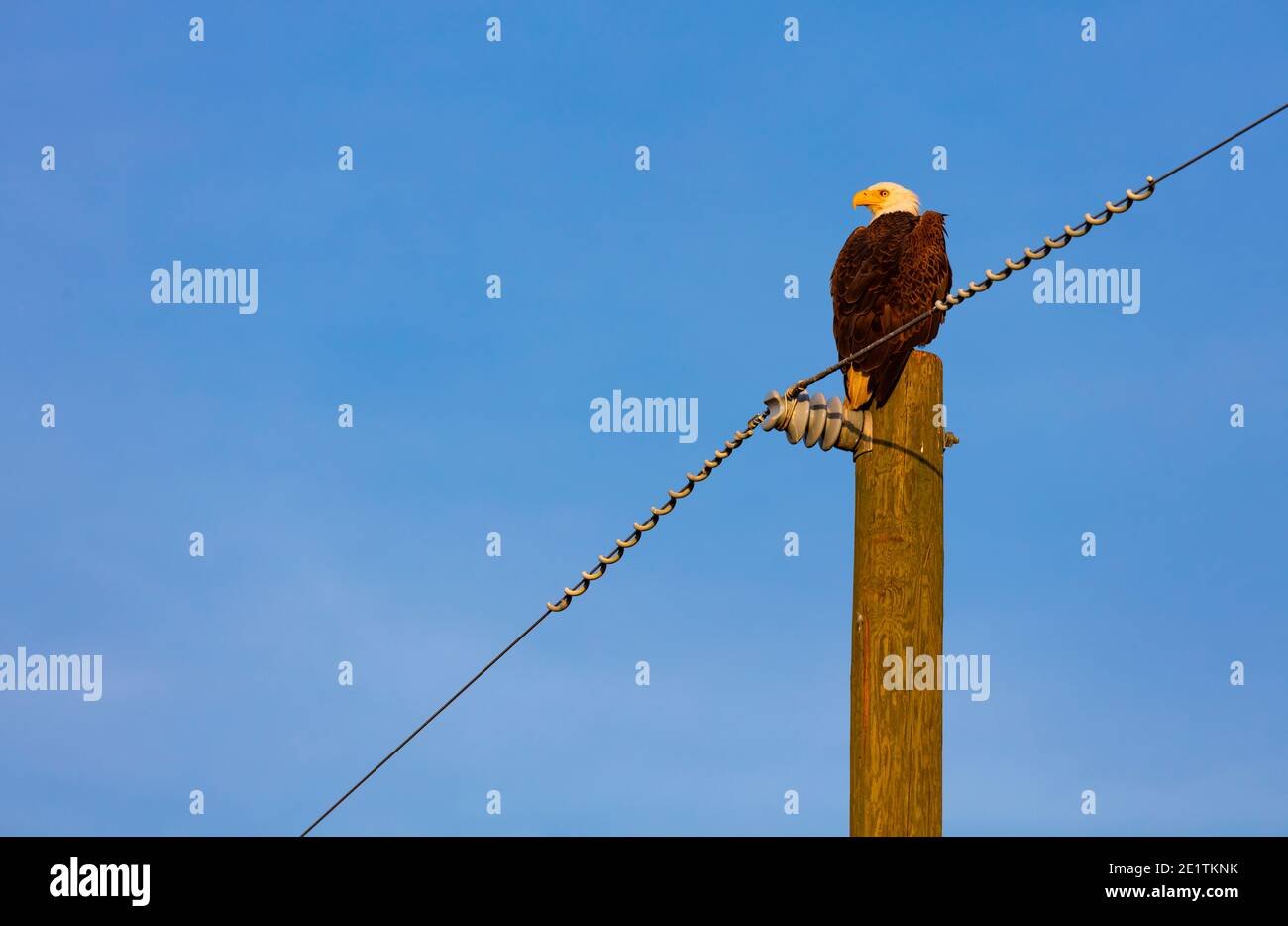 Bald eagle (Haliaeetus leucocephalus), AGUILA CALVA Stock Photo