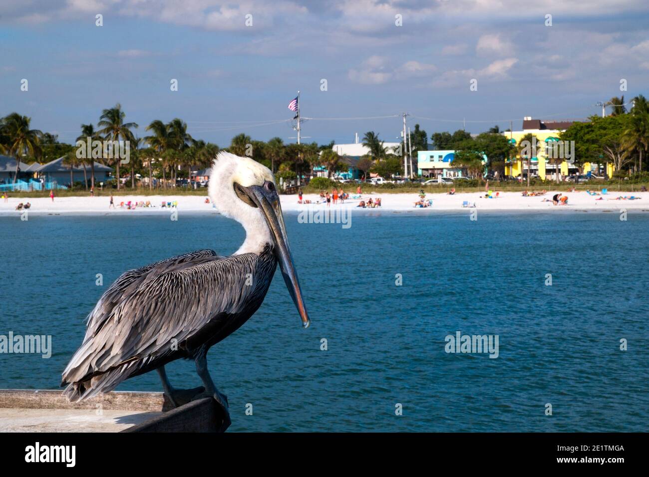 Wild Pelican close up and view of the Fort Myers Beach at Estero Island in sunny Florida, blue sea water and white sandy beach with tourists Stock Photo