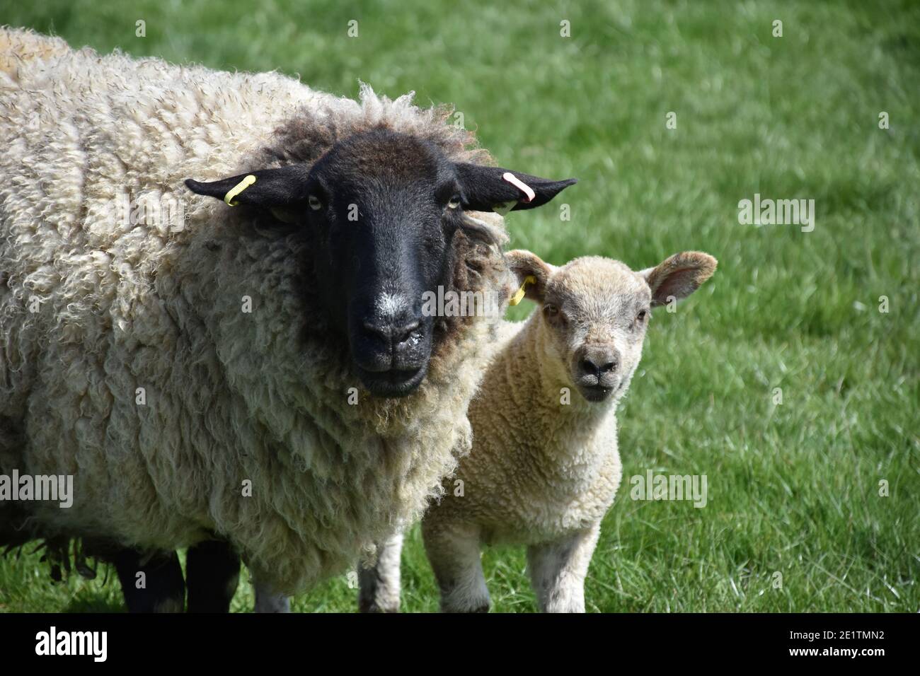 Adorable baby lamb standing with it's mom in a field Stock Photo - Alamy