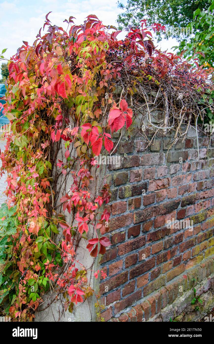 The brick wall is overgrown with wild vines. The leaves are colorful in autumn. Stock Photo