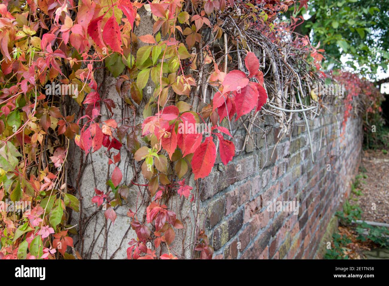 The brick wall is overgrown with wild vines. The leaves are colorful in autumn. Stock Photo