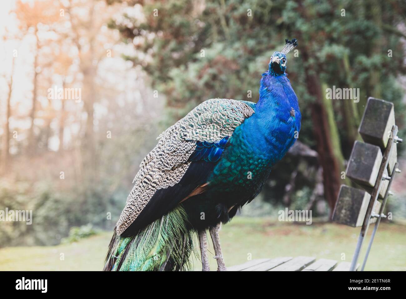 A peacock standing in a public park Stock Photo - Alamy