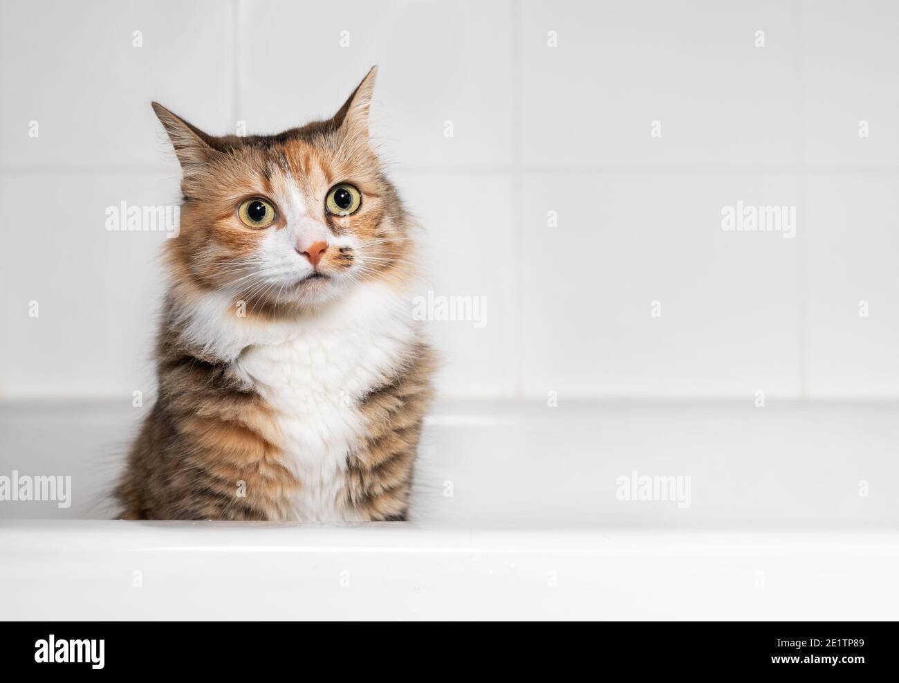 Cat sitting in bathtub after playing with water, front view. Small waterdrops on the adorable cat face with striking markings. Questioning expression Stock Photo