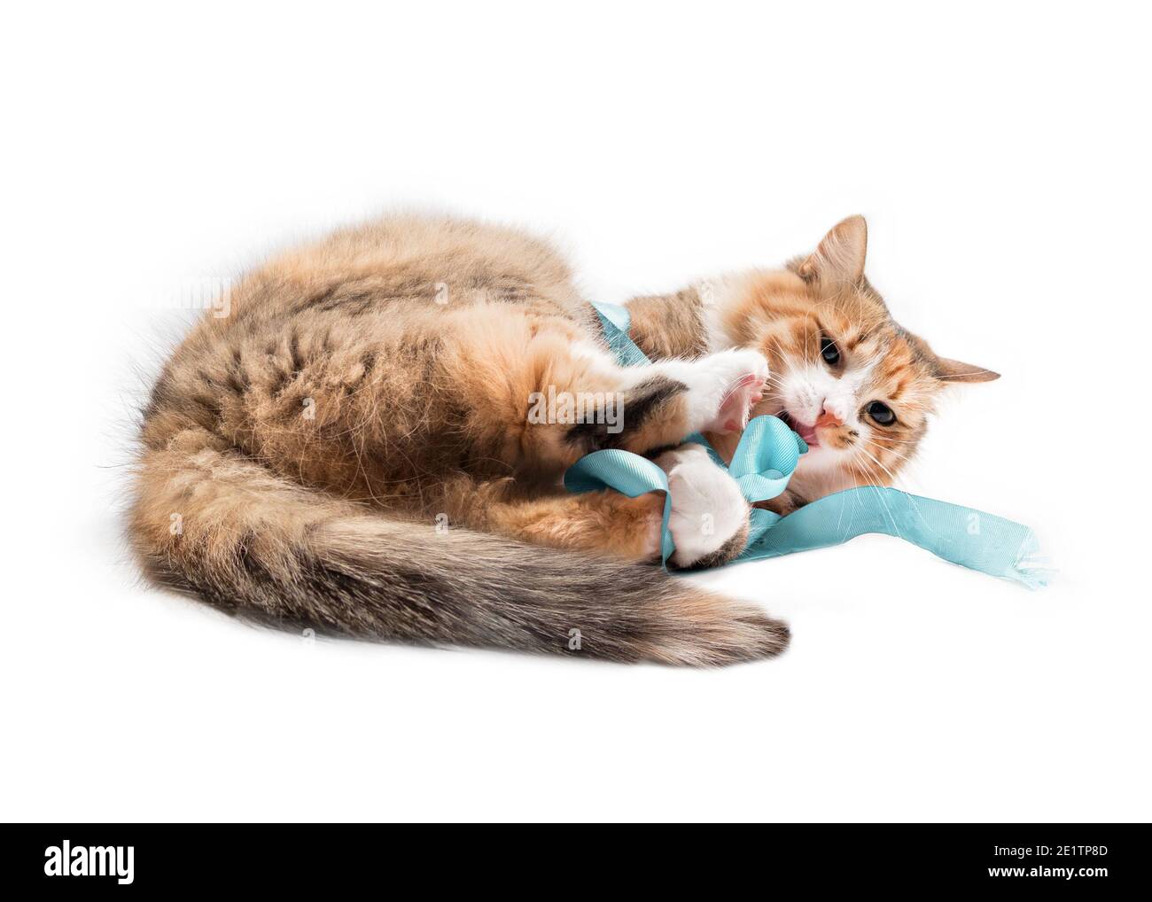 Cat playing with a ribbon. Multicolored cute female kitty lying sideways with clothe ribbon wrapped around body and paws in mouth. Concept for fun pet Stock Photo