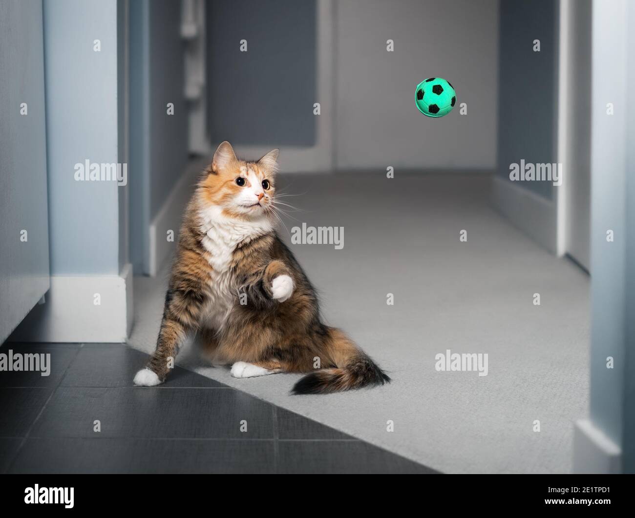 Cat playing fetch with ball. Cat in motion with paw raised, ready to catch the ball in the air. Concept for mental and physical stimulation for pets o Stock Photo