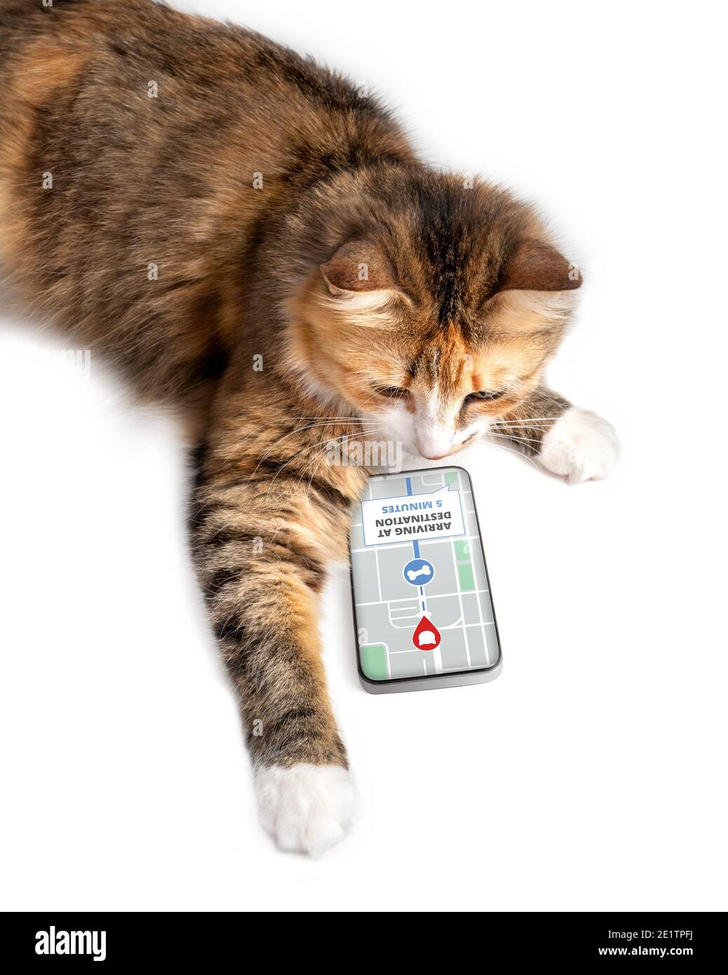 Cat using delivery app on smart phone to online track order on street map. Concept for e-commerce, track service or home delivery shopping. Funny pets Stock Photo