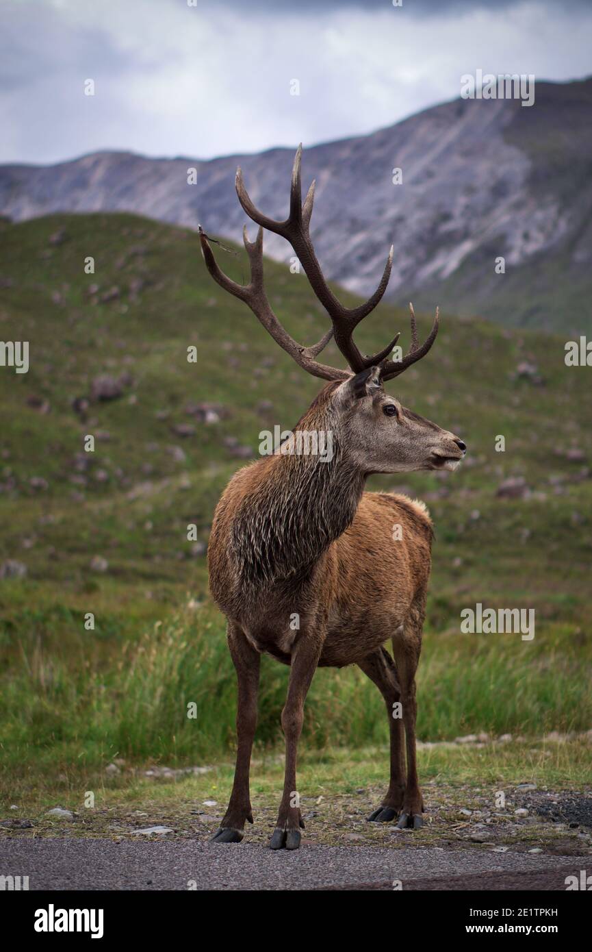 Wild Stag in Glencoe, the Scottish Highlands. Stock Photo