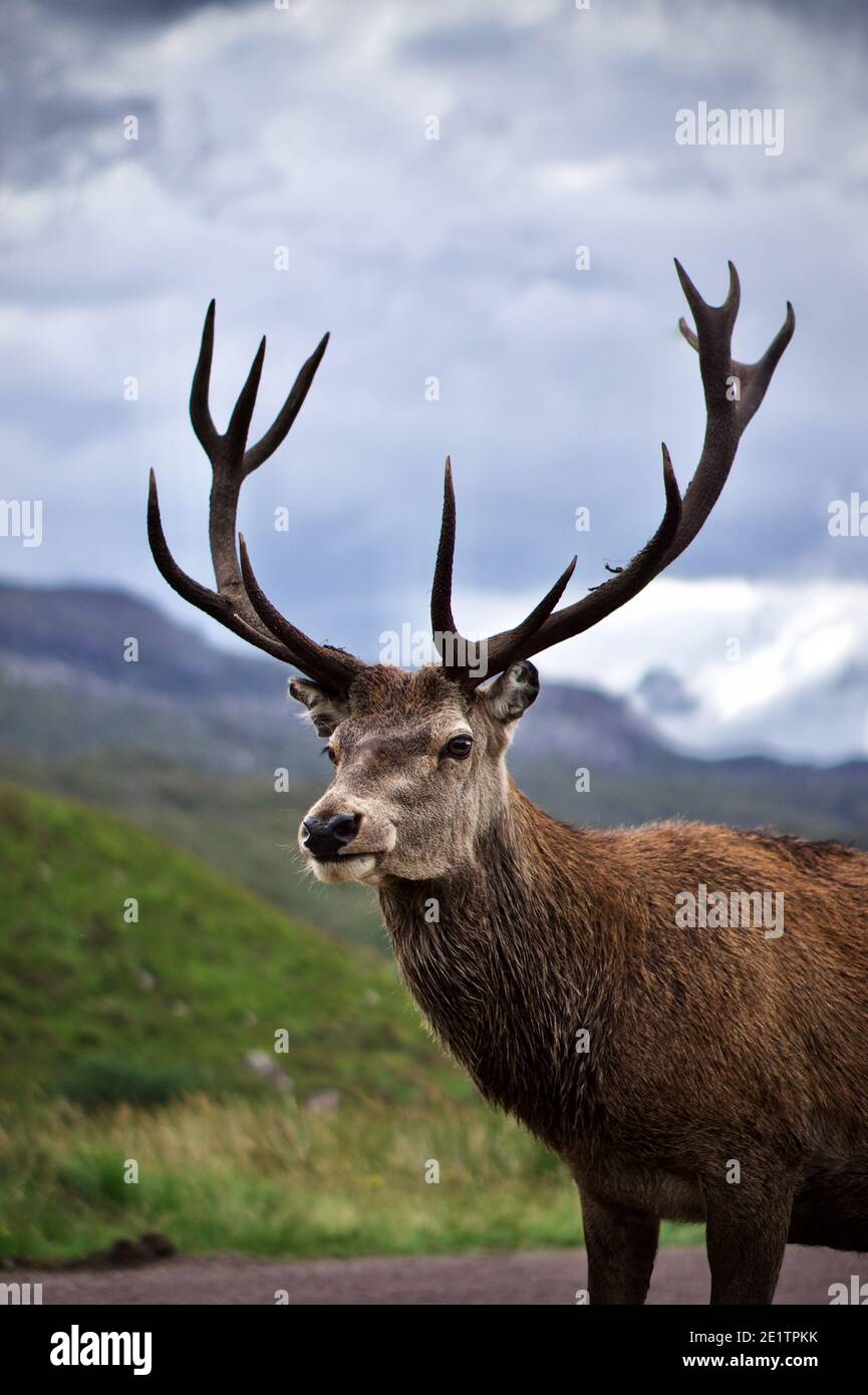 Wild Stag in Glencoe, the Scottish Highlands. Stock Photo