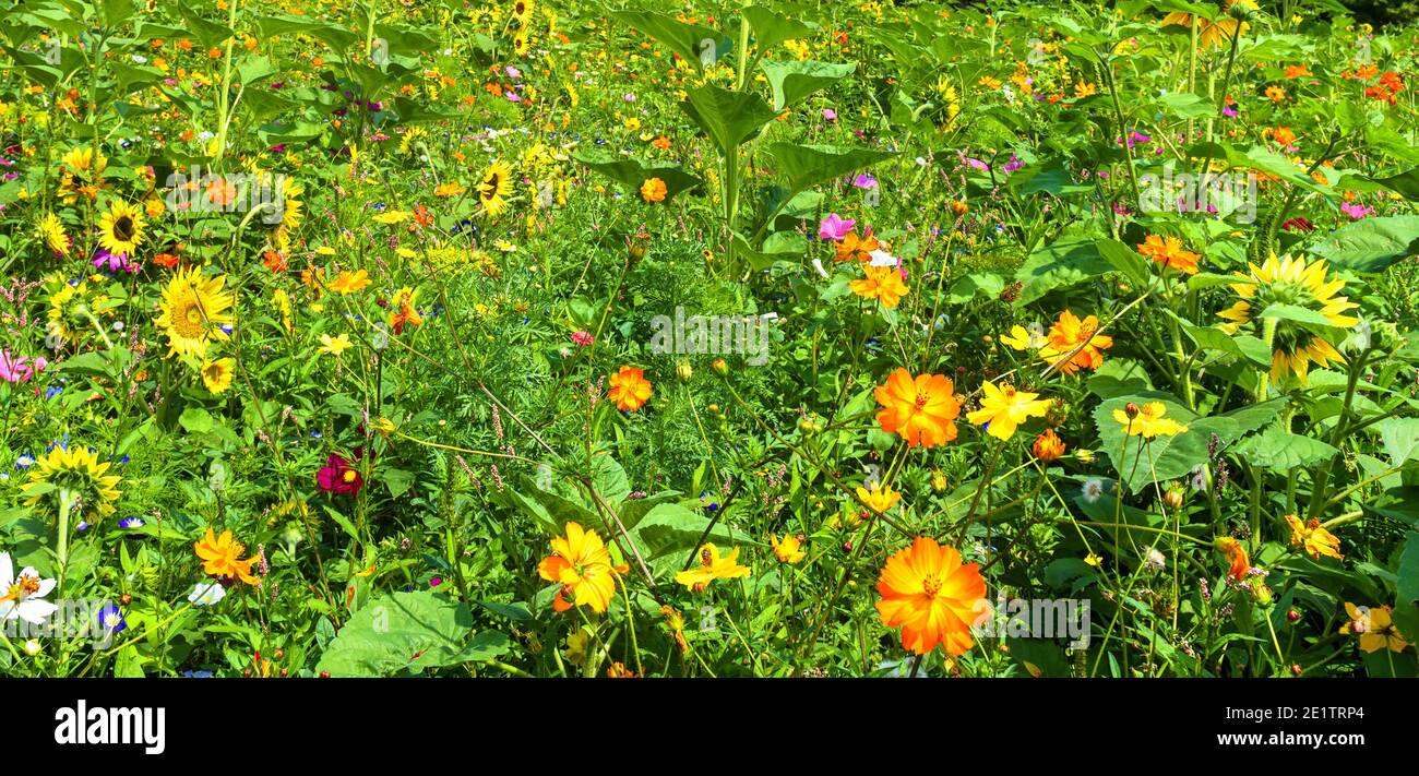 Meadow of wild flower in summer, panorama of fresh colorful flowers. Landscape of green field or garden with beautiful wildflowers for background. Con Stock Photo