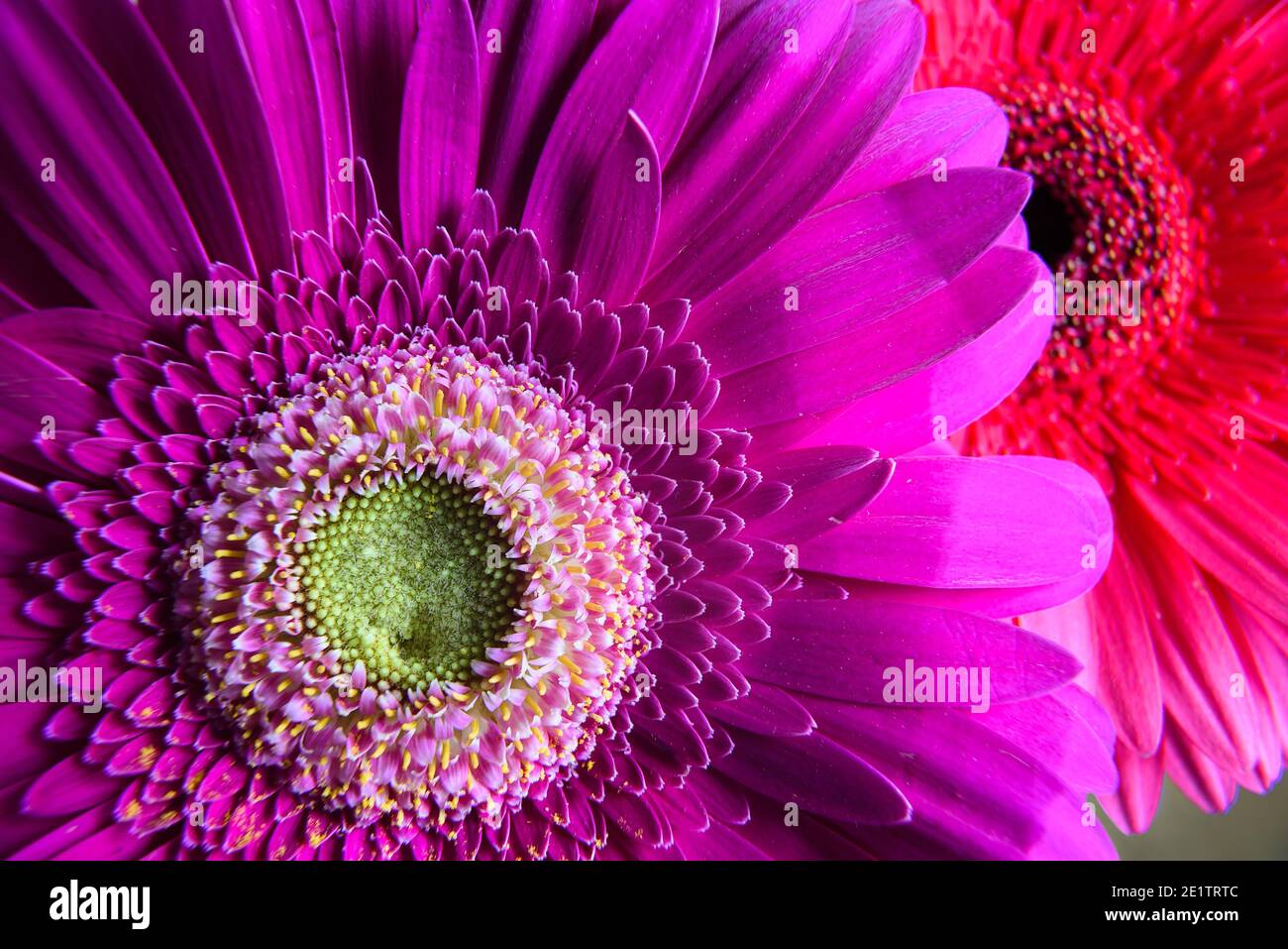 Macro photo of purple gerbera flower, fresh nature plant close-up. Floral texture pattern for background or wallpaper, detail of bouquet of pink and r Stock Photo