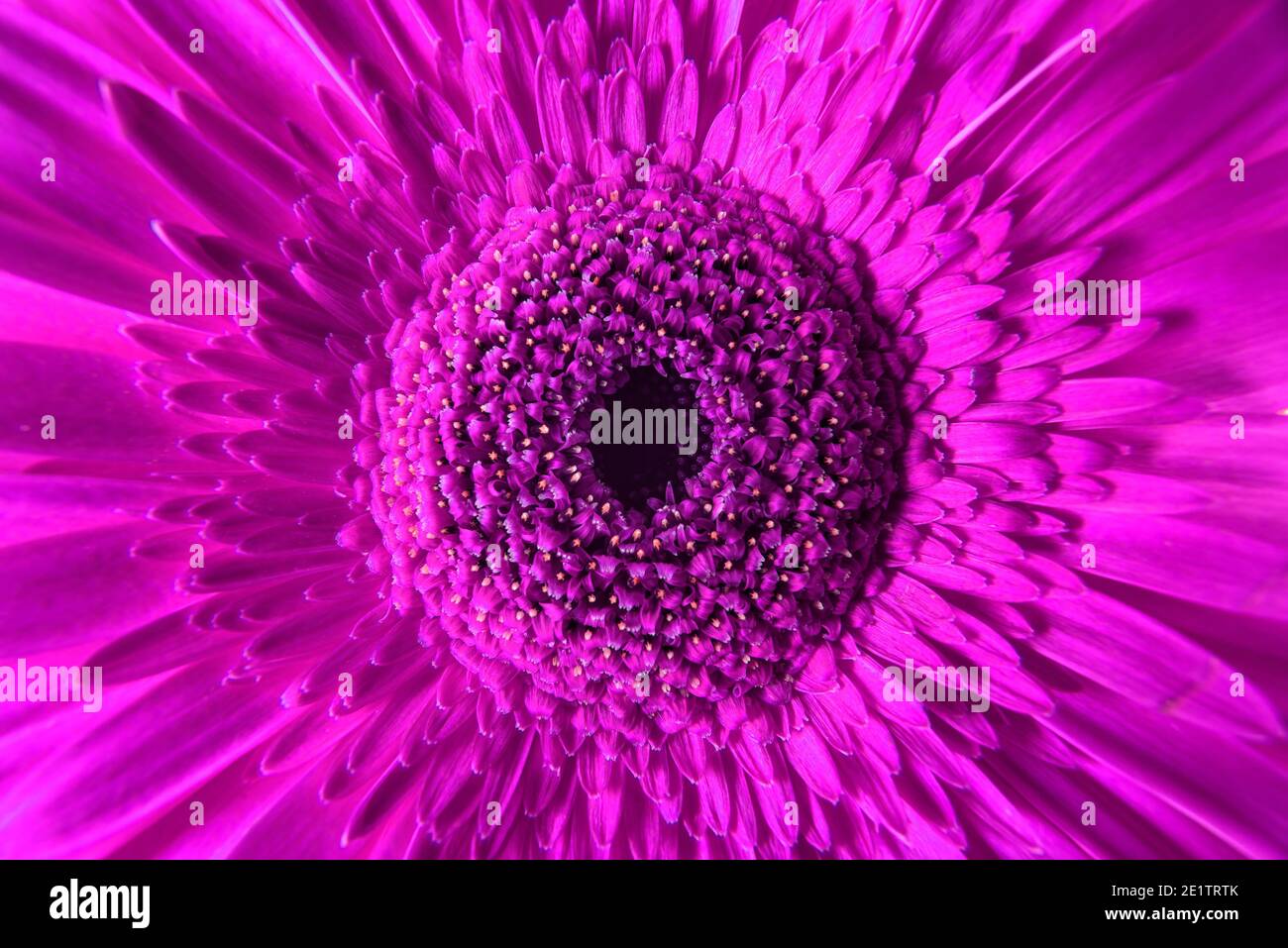 Macro photography of purple gerbera flower, fresh nature plant close-up. Floral texture pattern for background or wallpaper, detail of pink flower wit Stock Photo